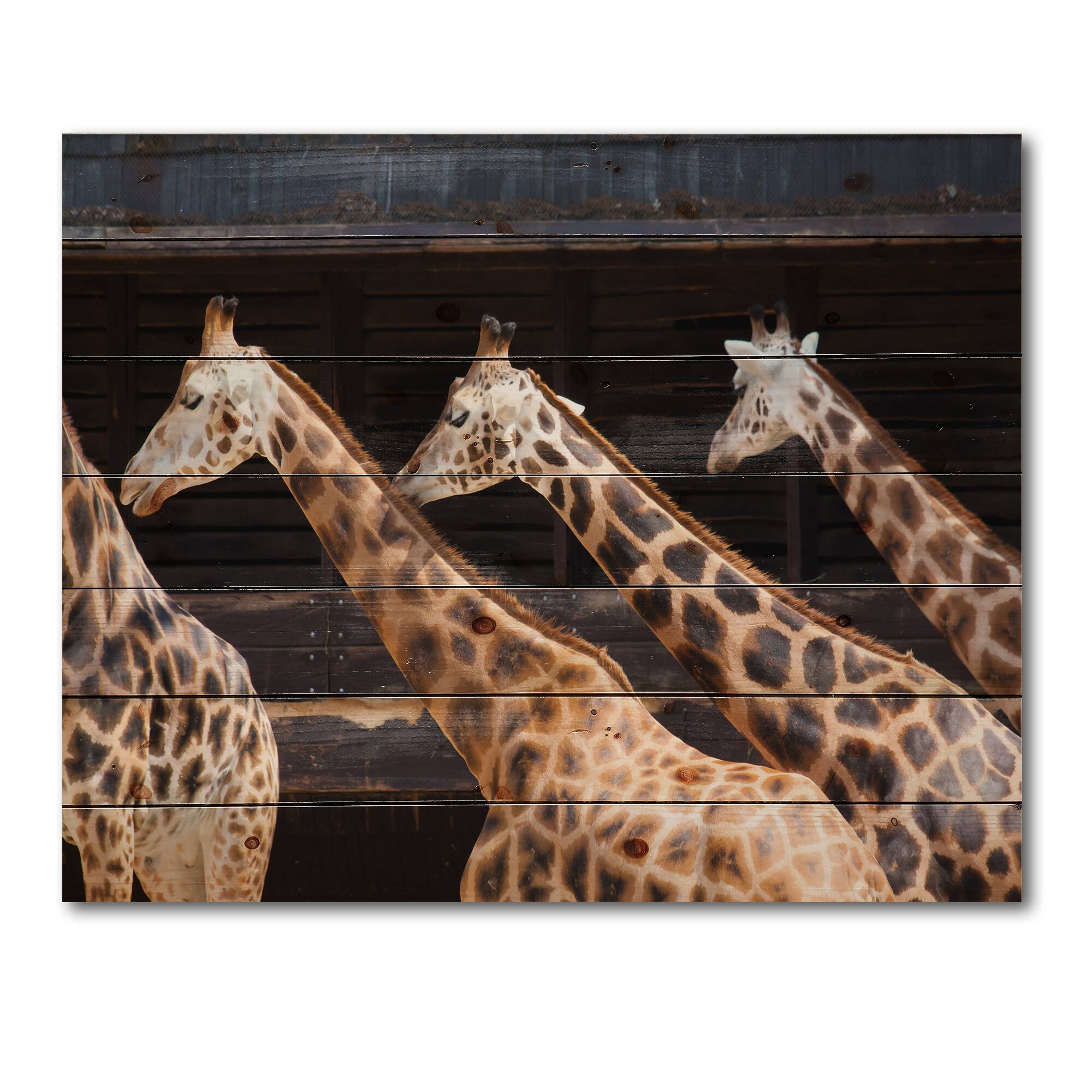 Designart - Three Giraffes Running - Farmhouse Print on Natural Pine Wood