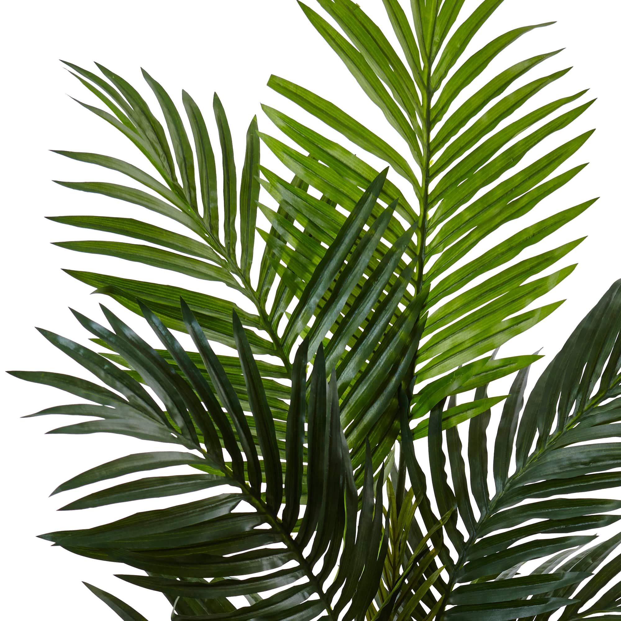 4.5ft. Kentia Palm Tree in White Oval Planter
