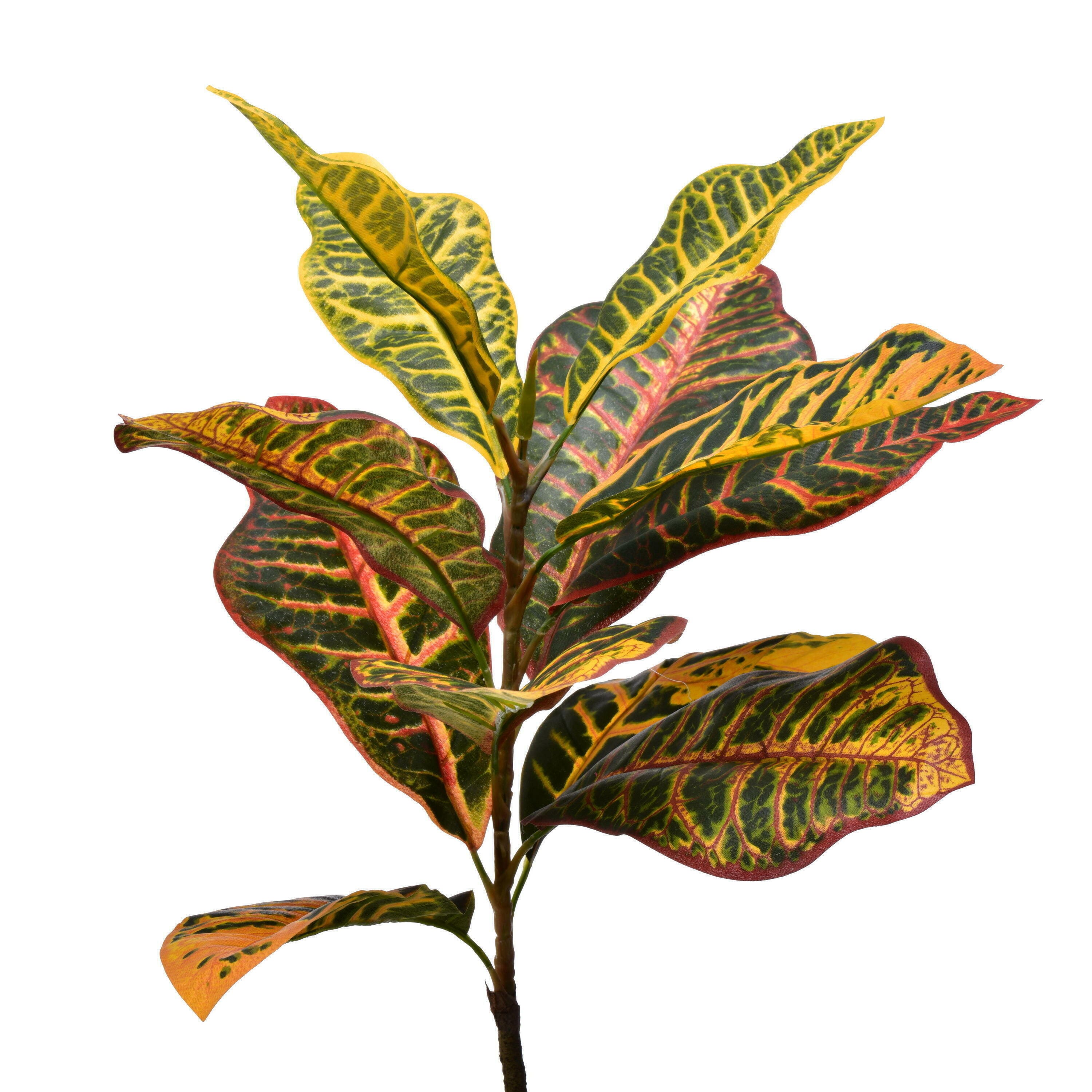 7ft. Potted Green & Orange Croton Tree