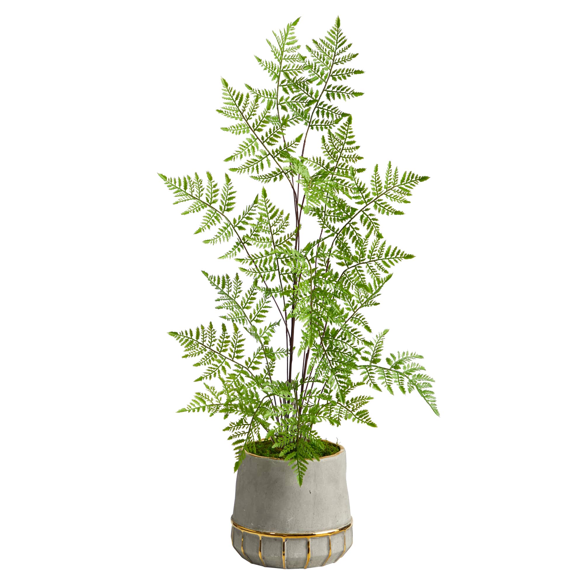 3ft. Ruffle Fern Tree in Gold Trimmed Stoneware Planter