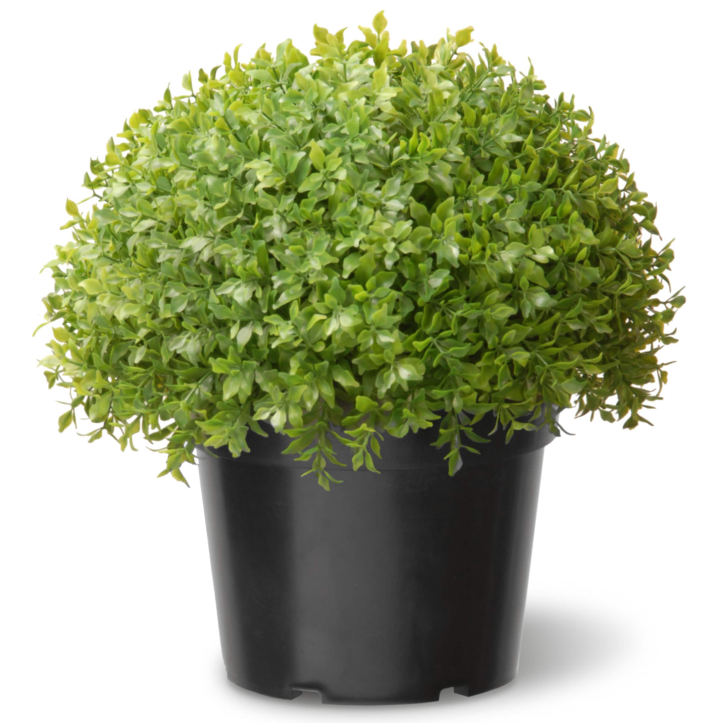 Globe Japanese Holly with Green Pot