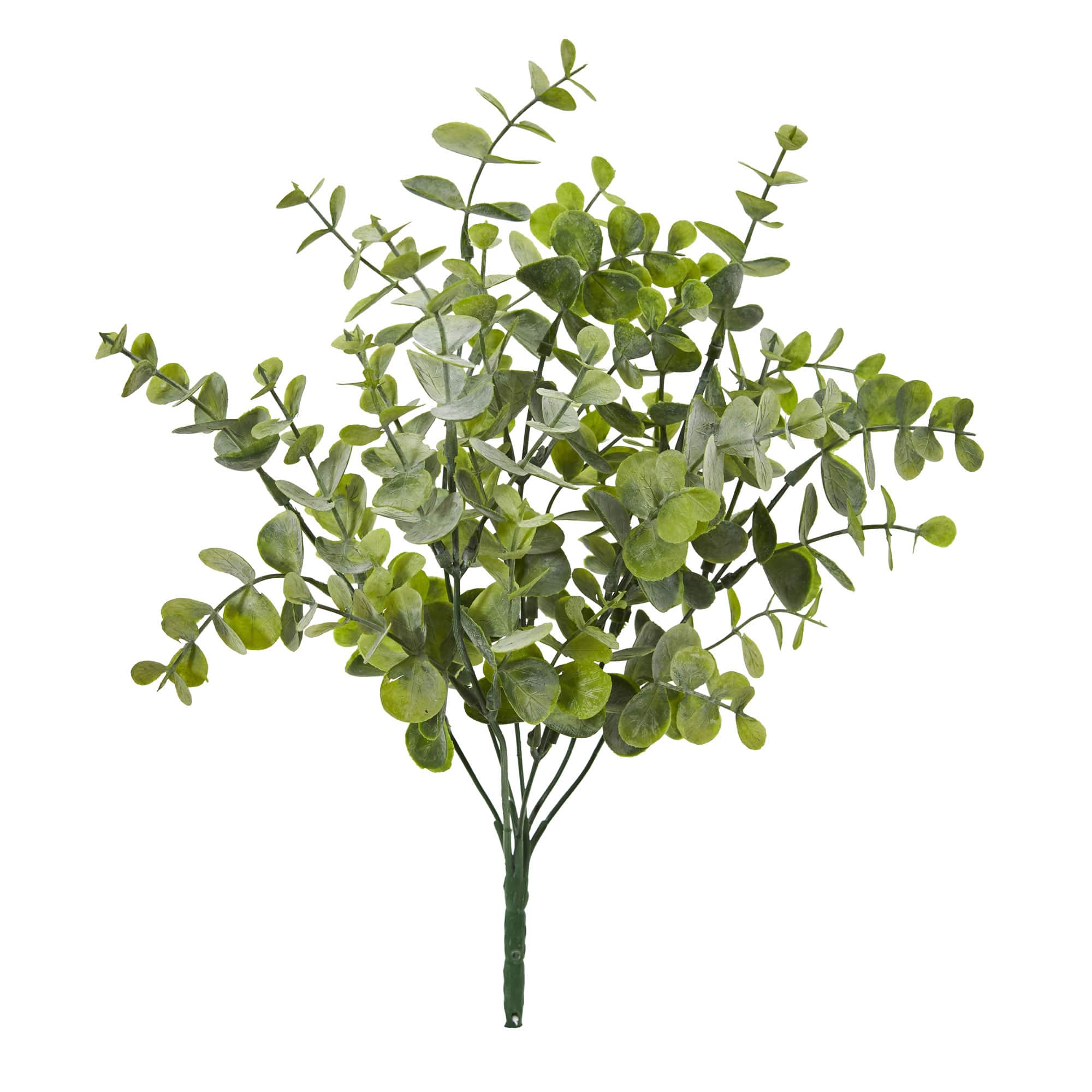Eucalyptus Pick, 24ct.