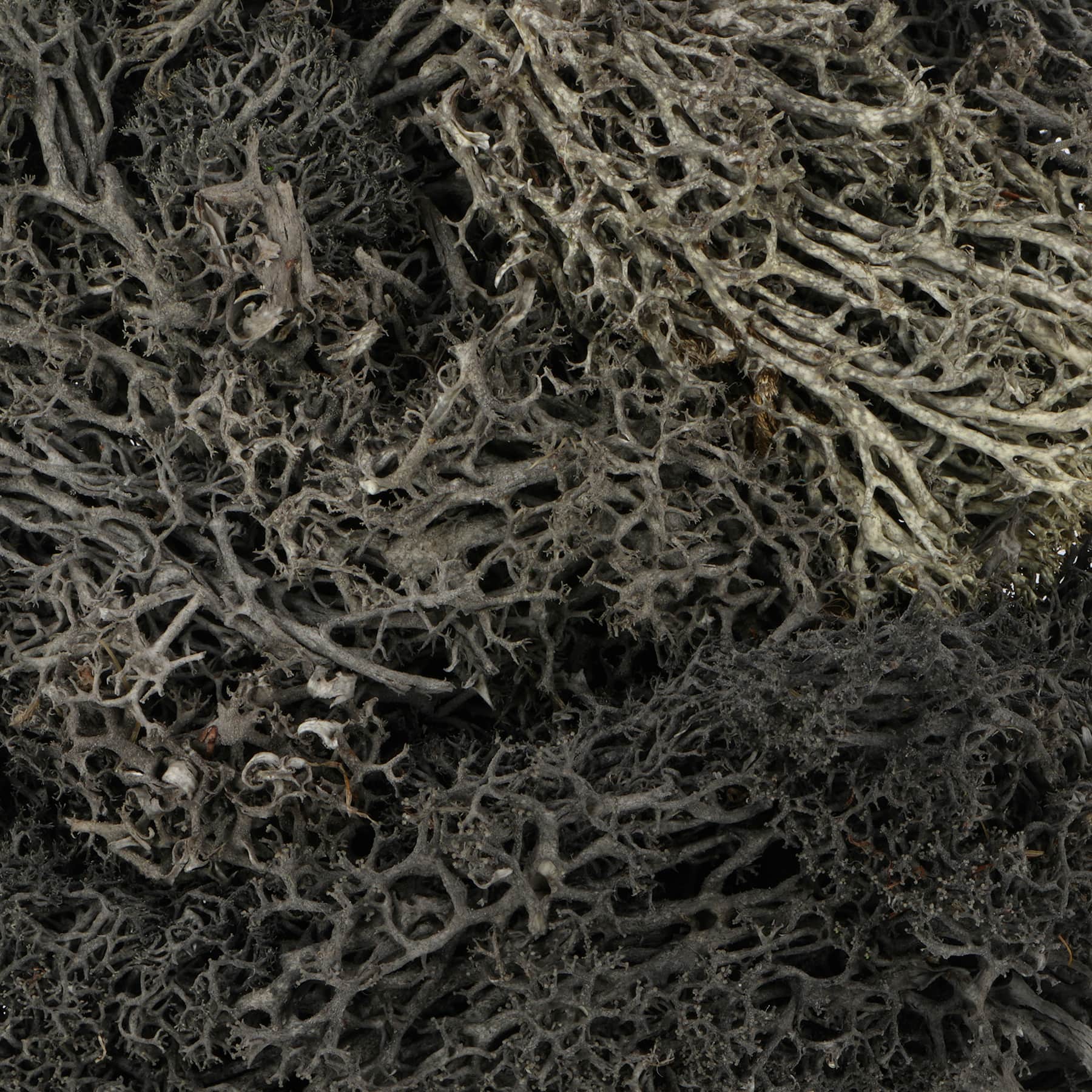 1.7oz. Halloween Moss by Ashland