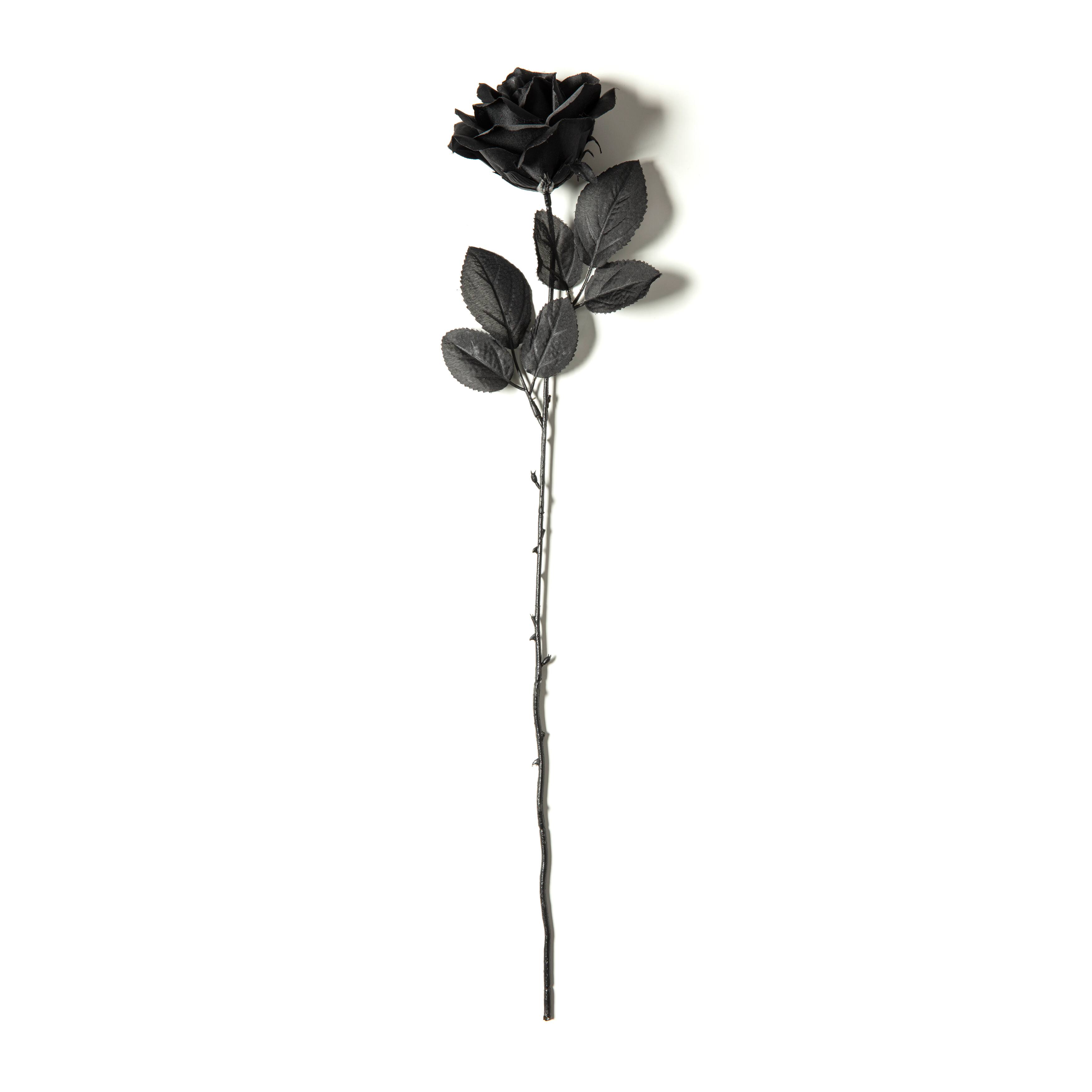 12 Pack: Black Open Rose Stem by Ashland™