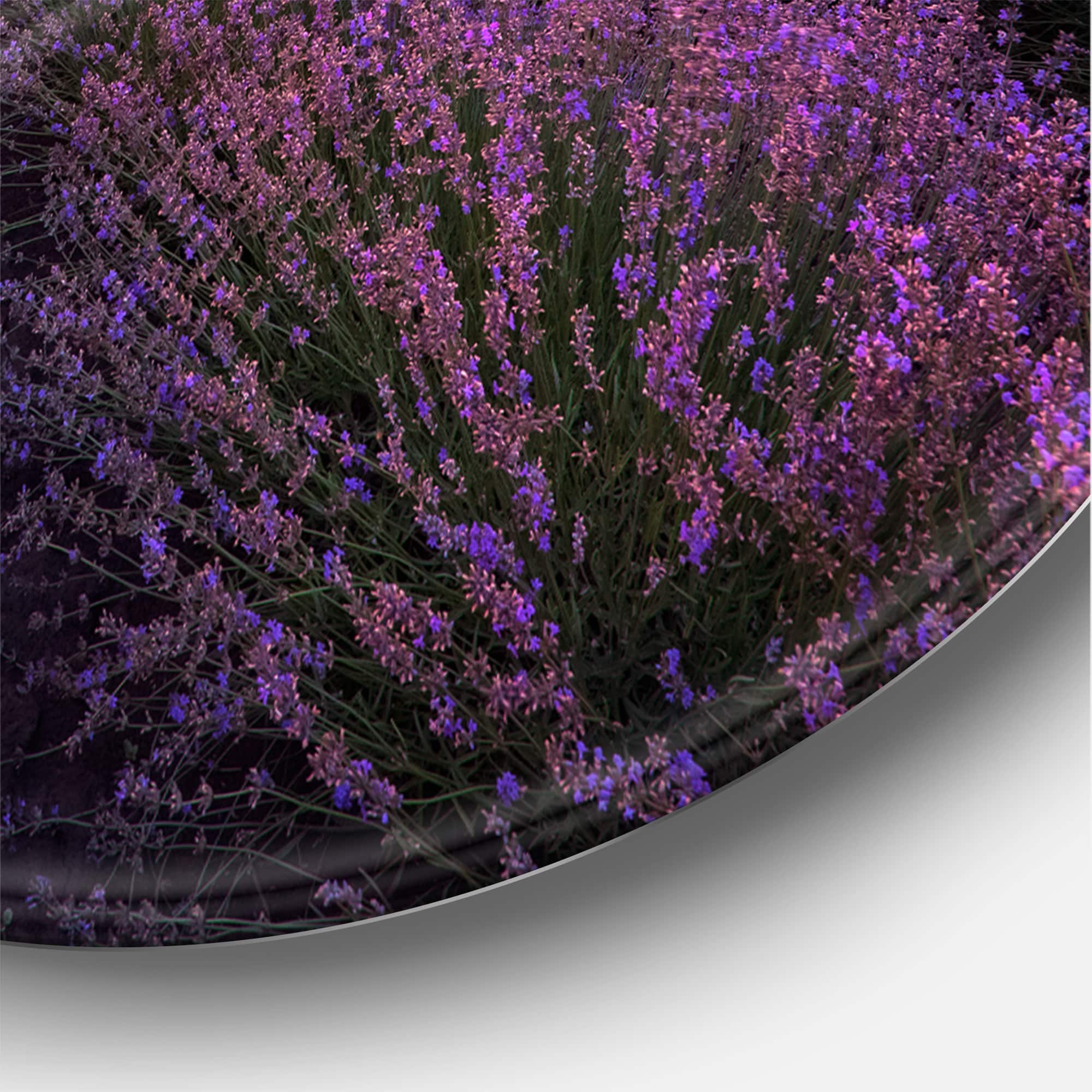 Designart - Sunrise & Dramatic Clouds Over Lavender Field XIII