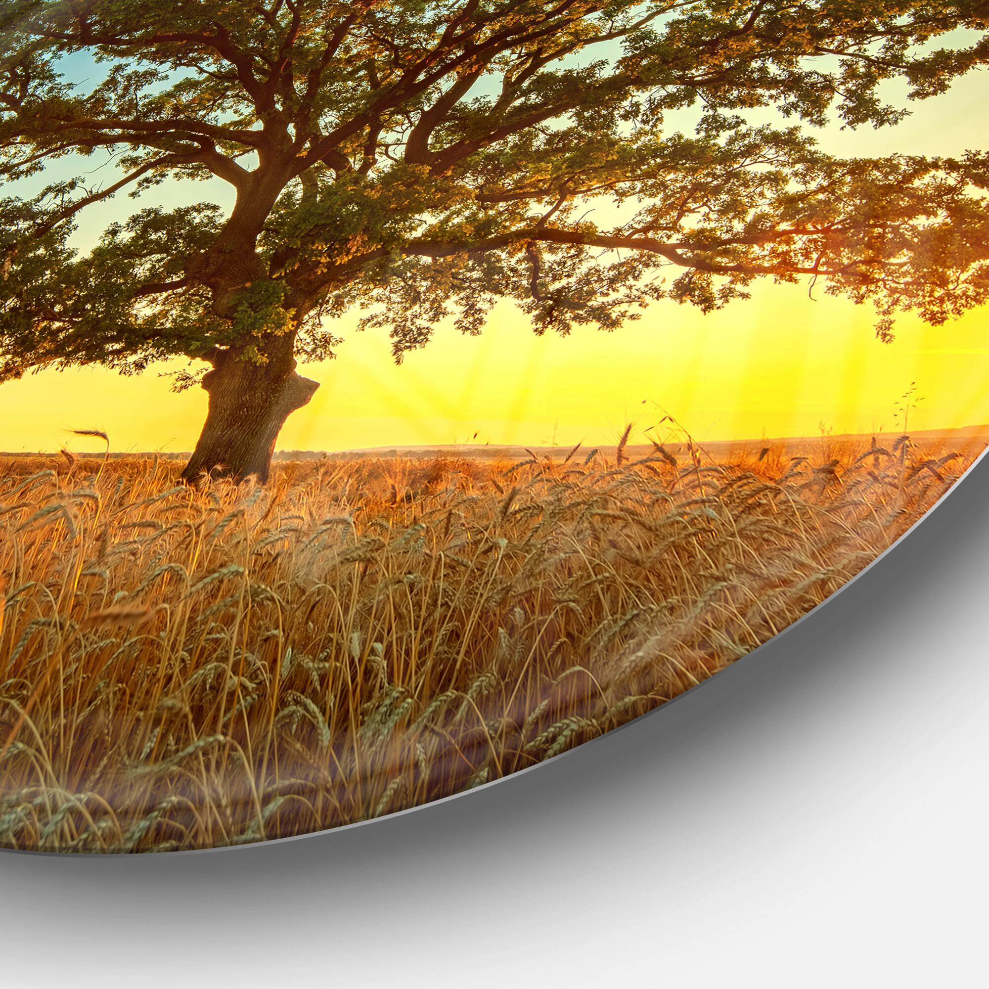 Designart - Big Green Tree in Summer Field' Trees Metal Circle Wall Art