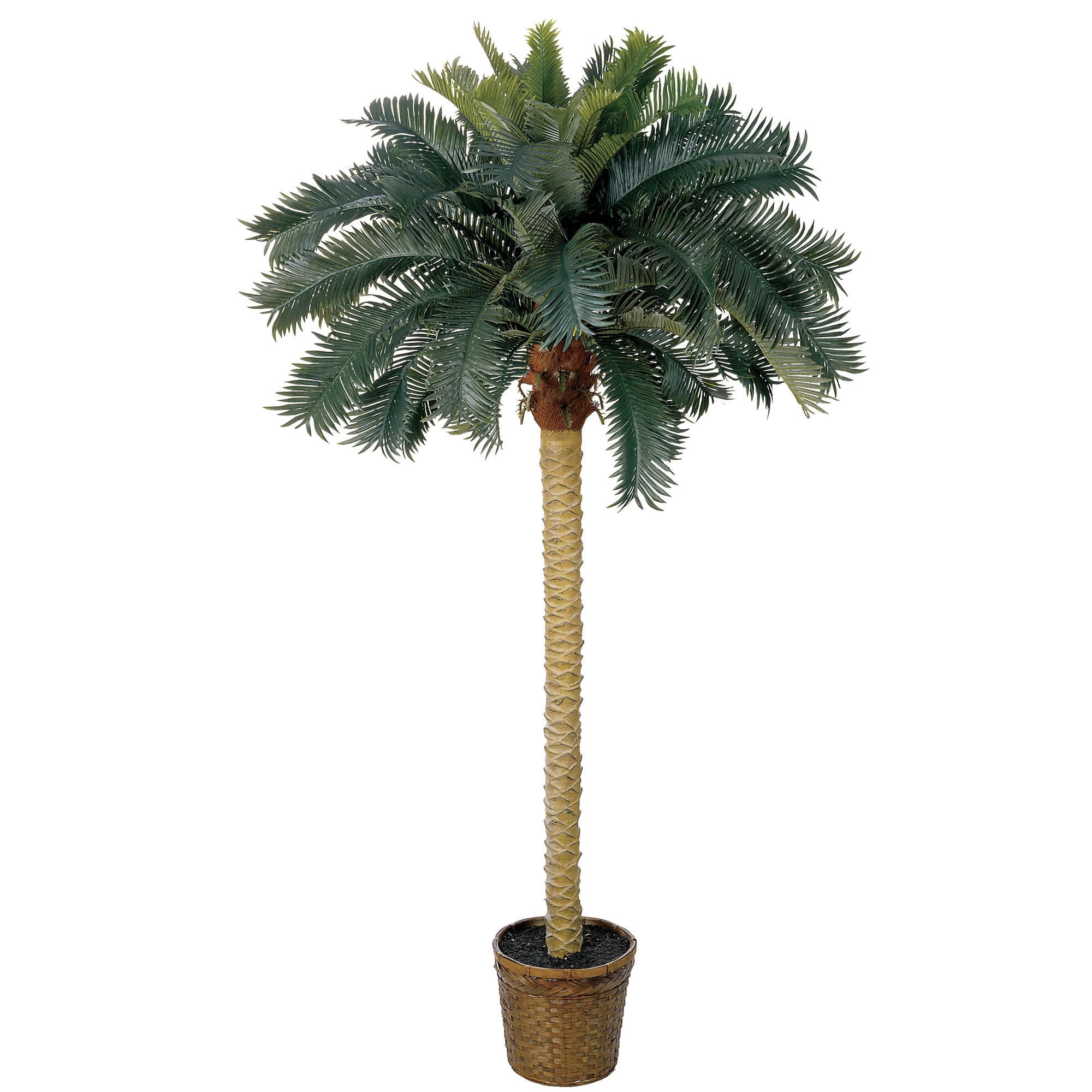 6ft. Sago Palm Tree in Wicker Basket Pot