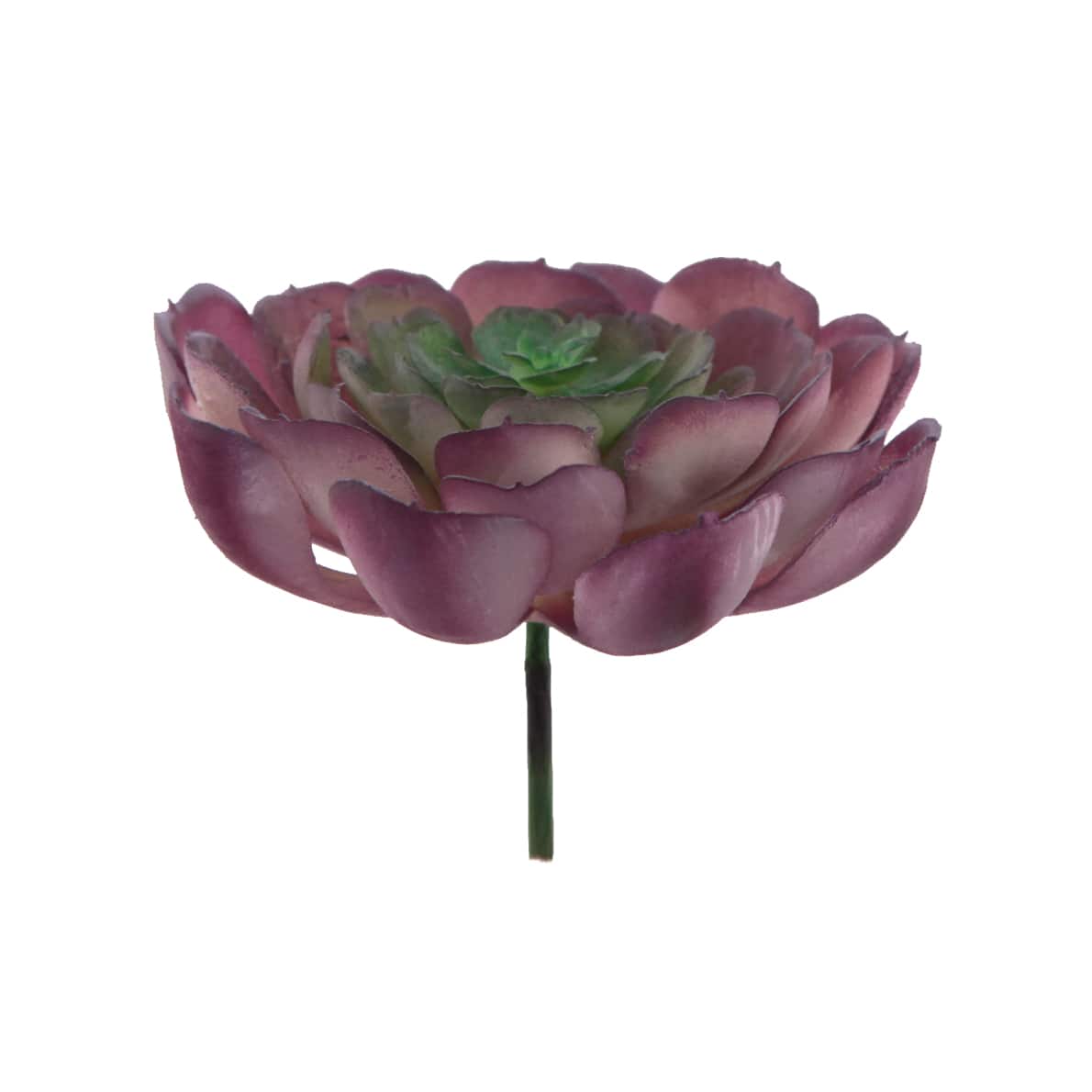 Flora Bunda® Red Large Echeveria Powder Succulent Pick, 6ct.