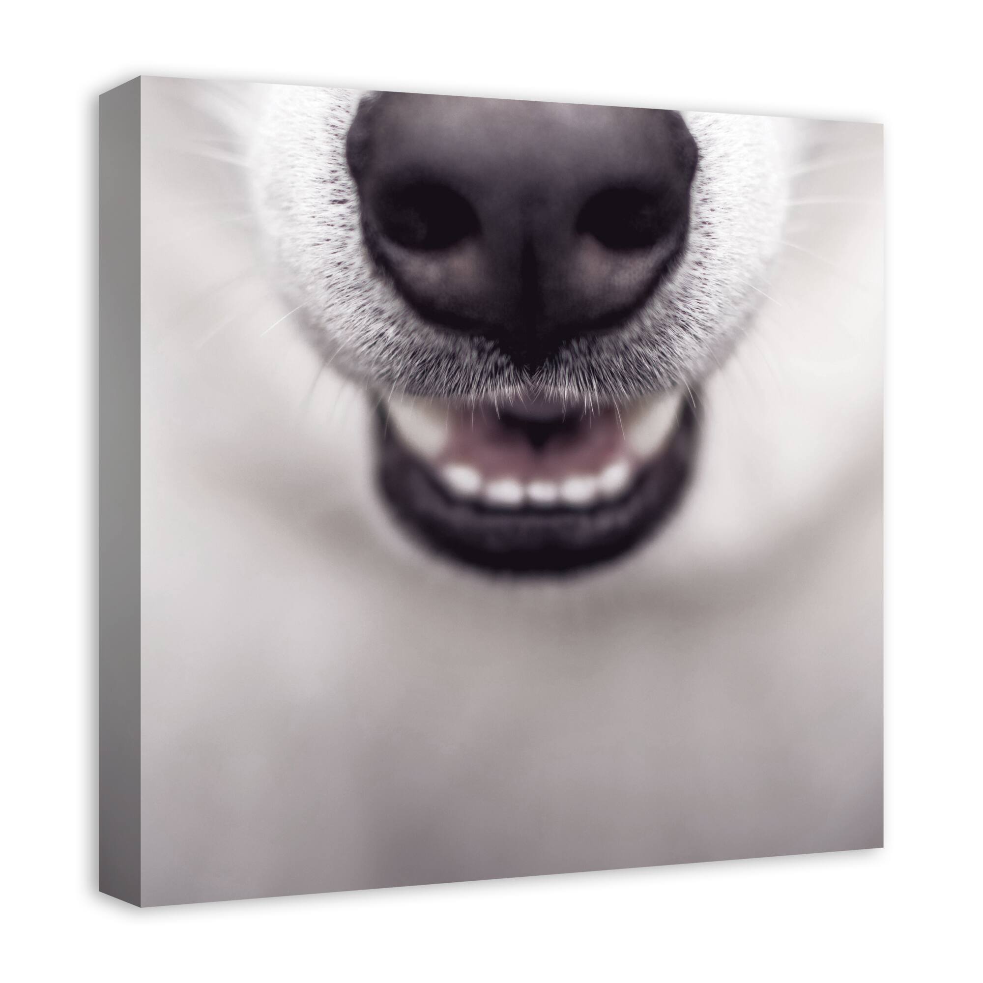 Dog Nose 20" x 20" Canvas Wall Art