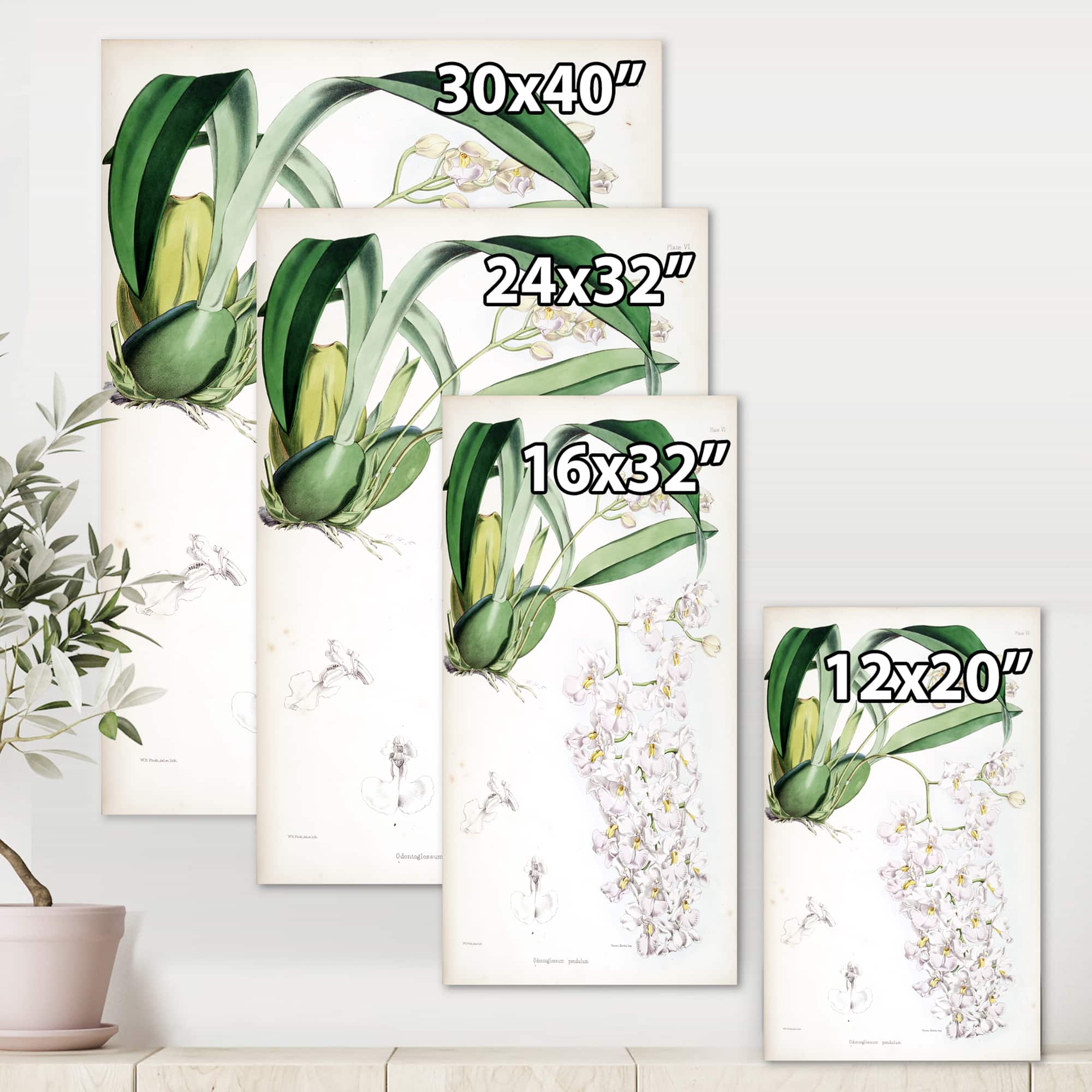 Designart - Vintage White Orchid II - Traditional Canvas Wall Art Print