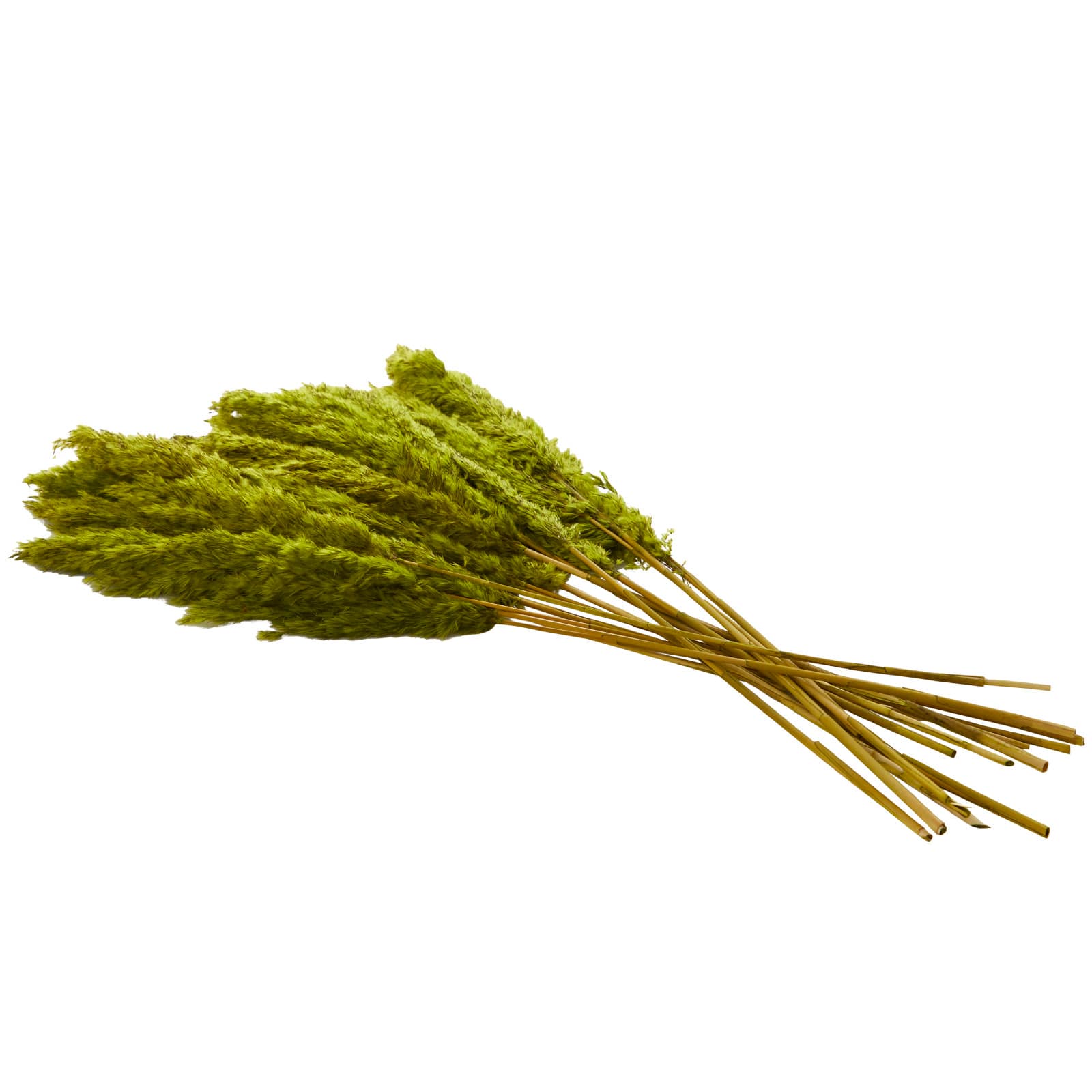 Dried Plant Pampas Natural Foliage with Long Stems