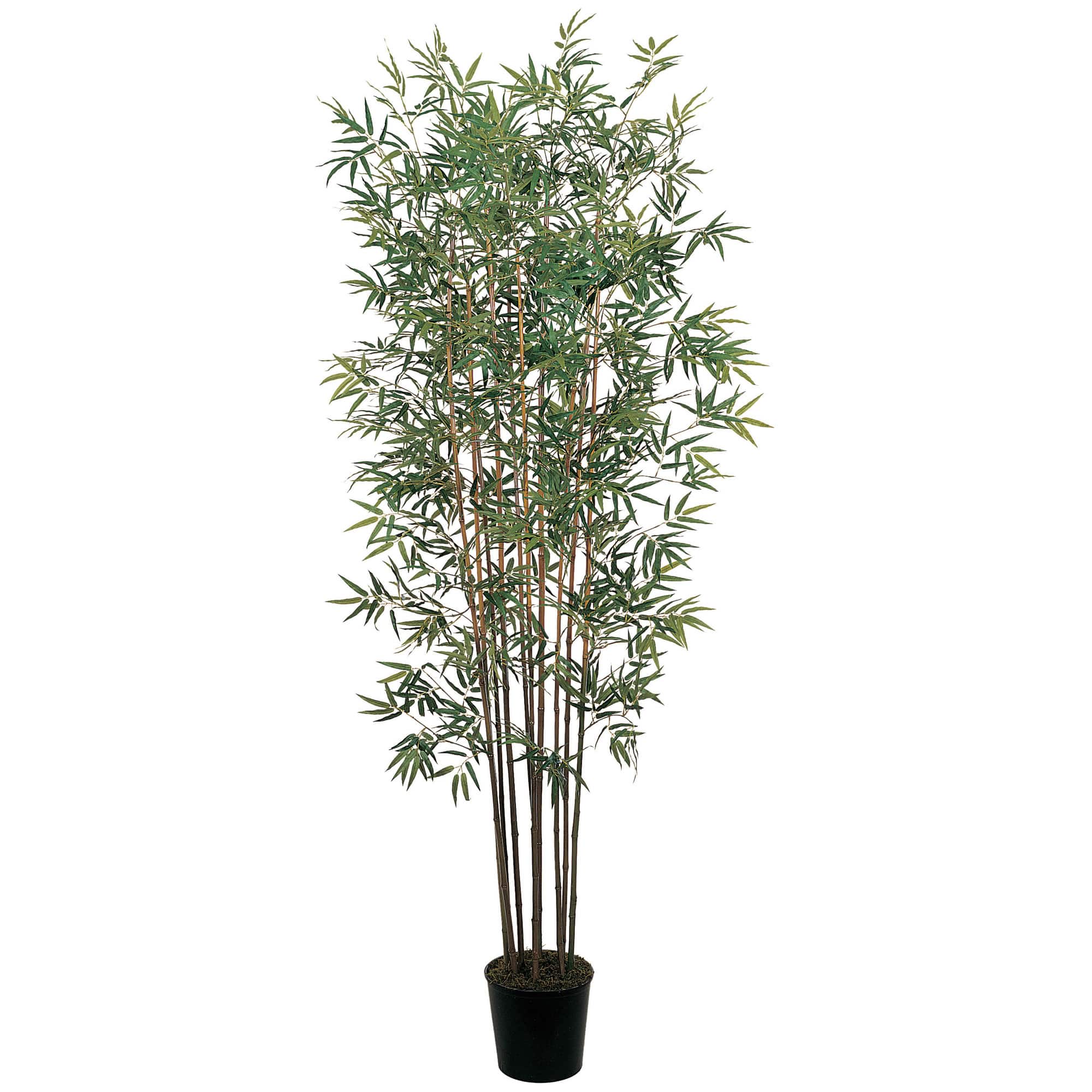 6ft. Potted Mini Bamboo Silk Tree