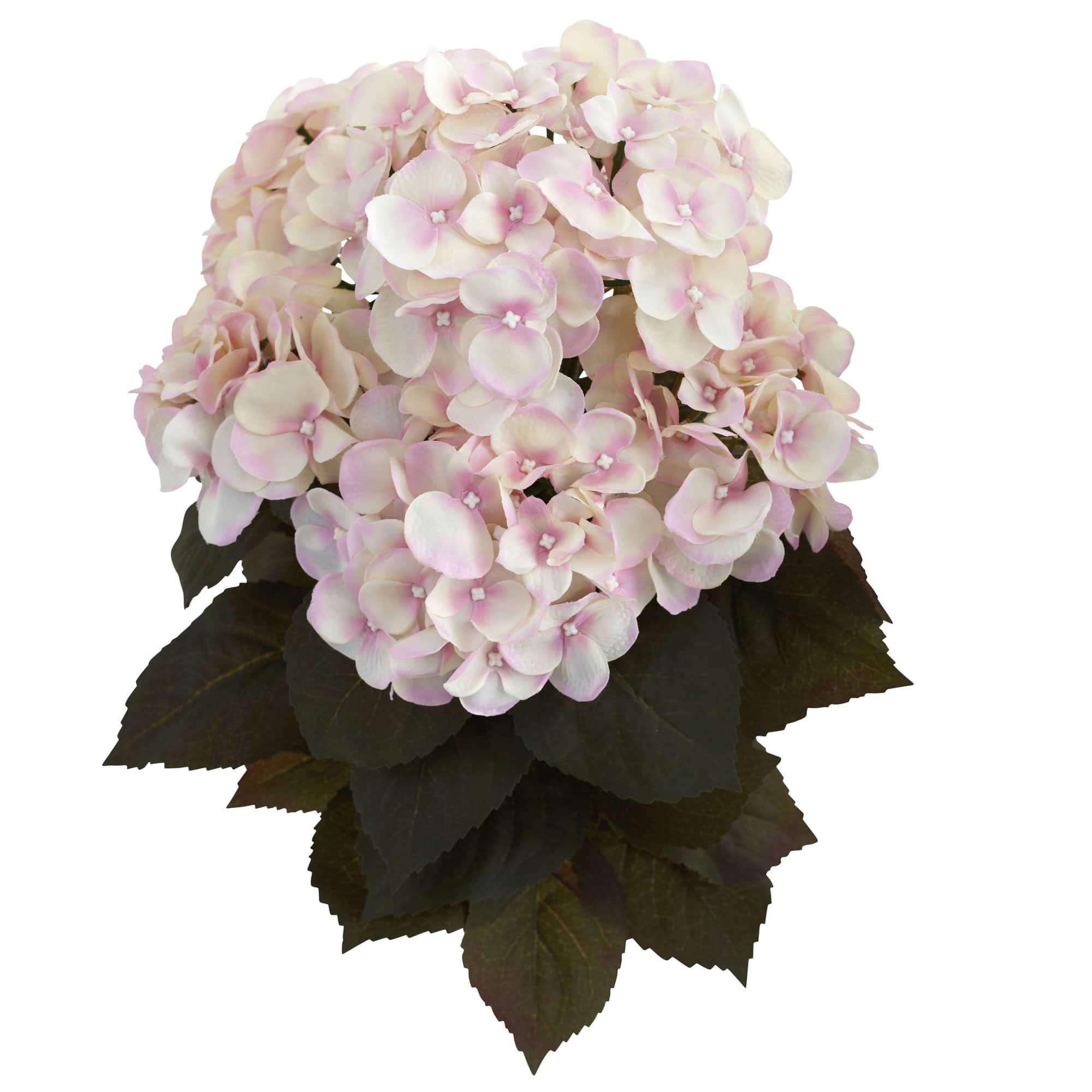 20" Pink Fall Hydrangea Bush, 2ct.