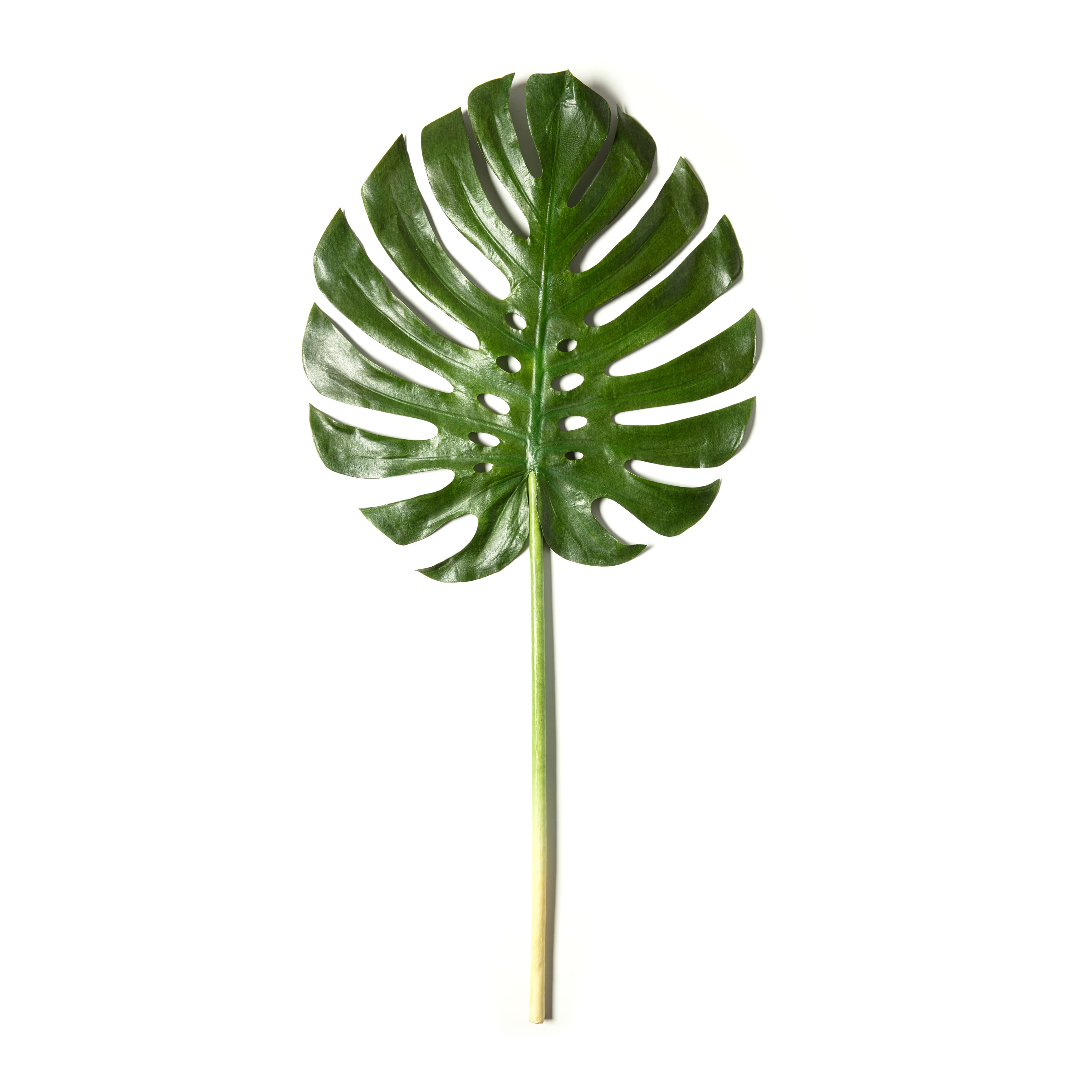 6 Pack: Green Monstera Leaf Stem by Ashland®