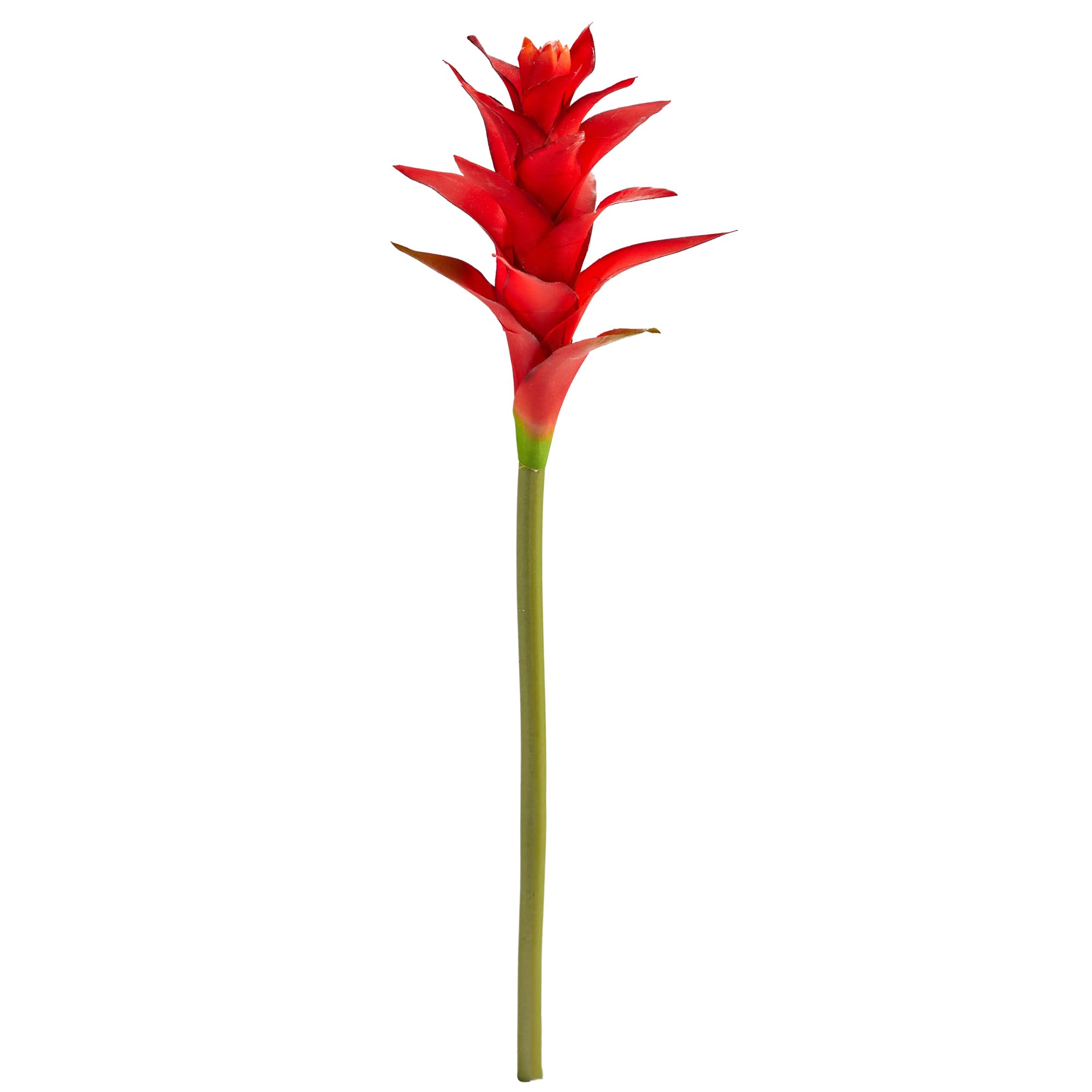 Star Bromeliad Stem, 6ct.