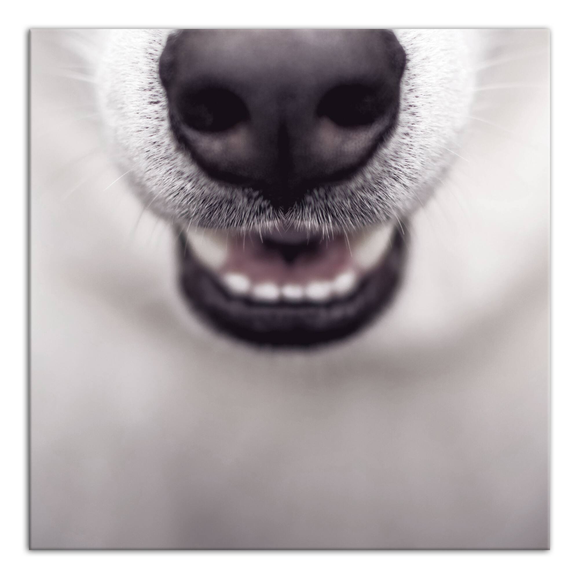 Dog Nose 20" x 20" Canvas Wall Art