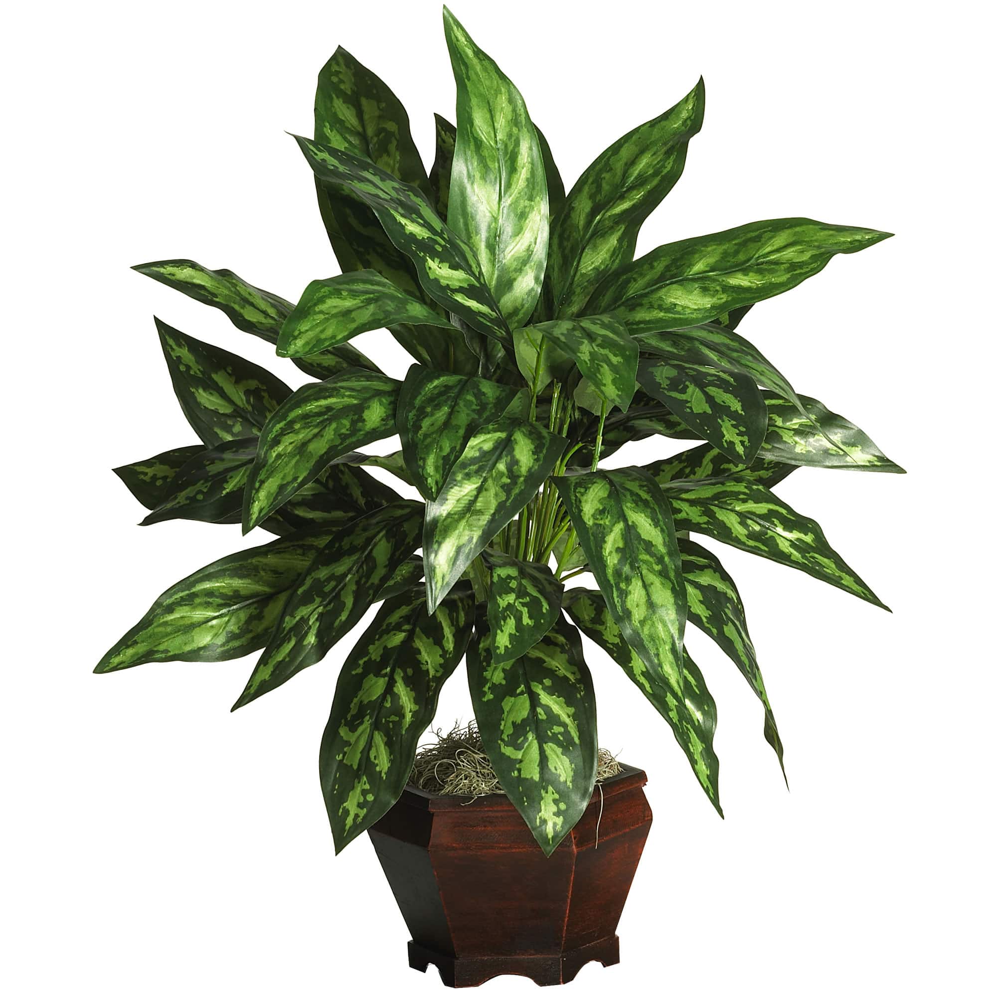 2.5ft. Silver King Plant in Wood Vase