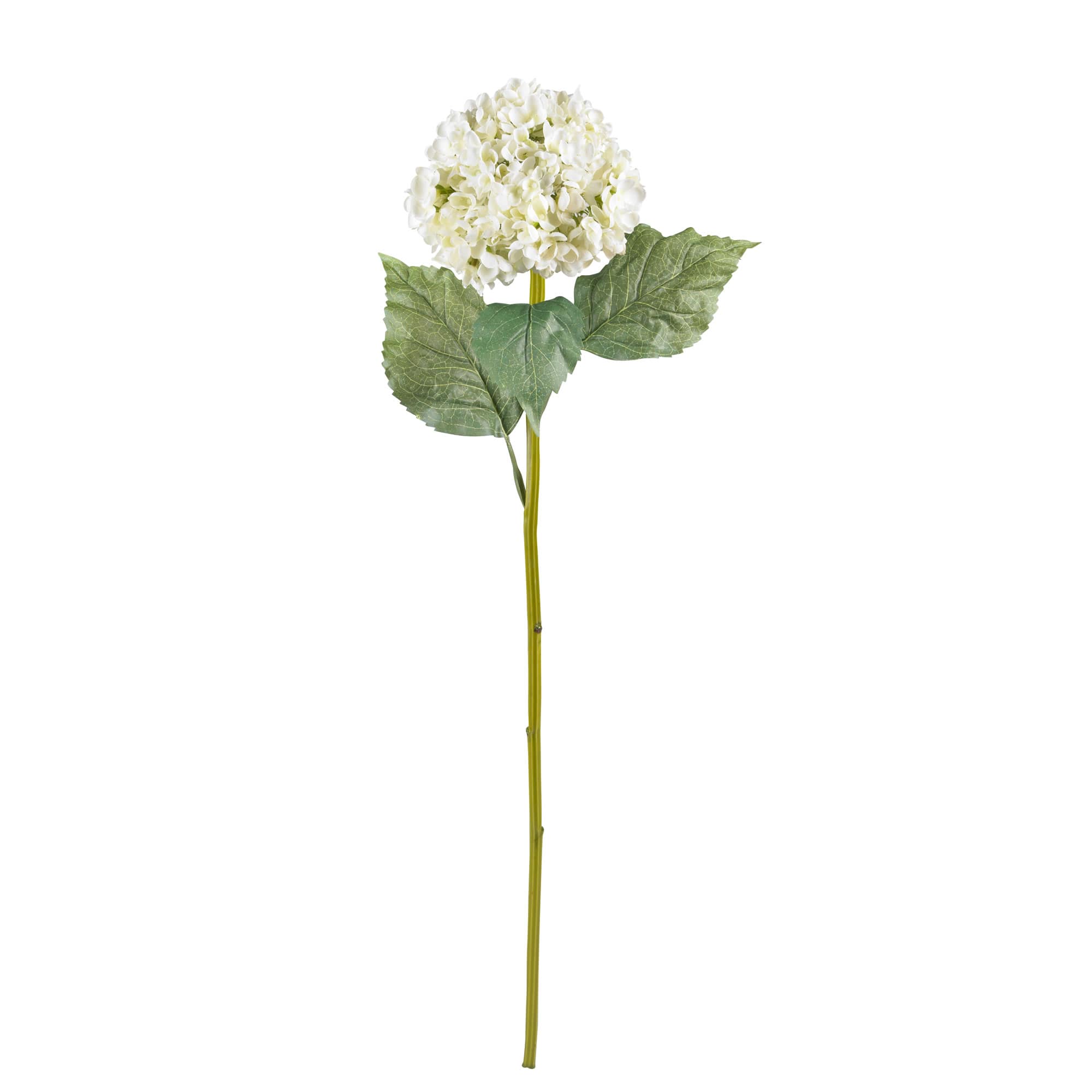 Hydrangea Stem