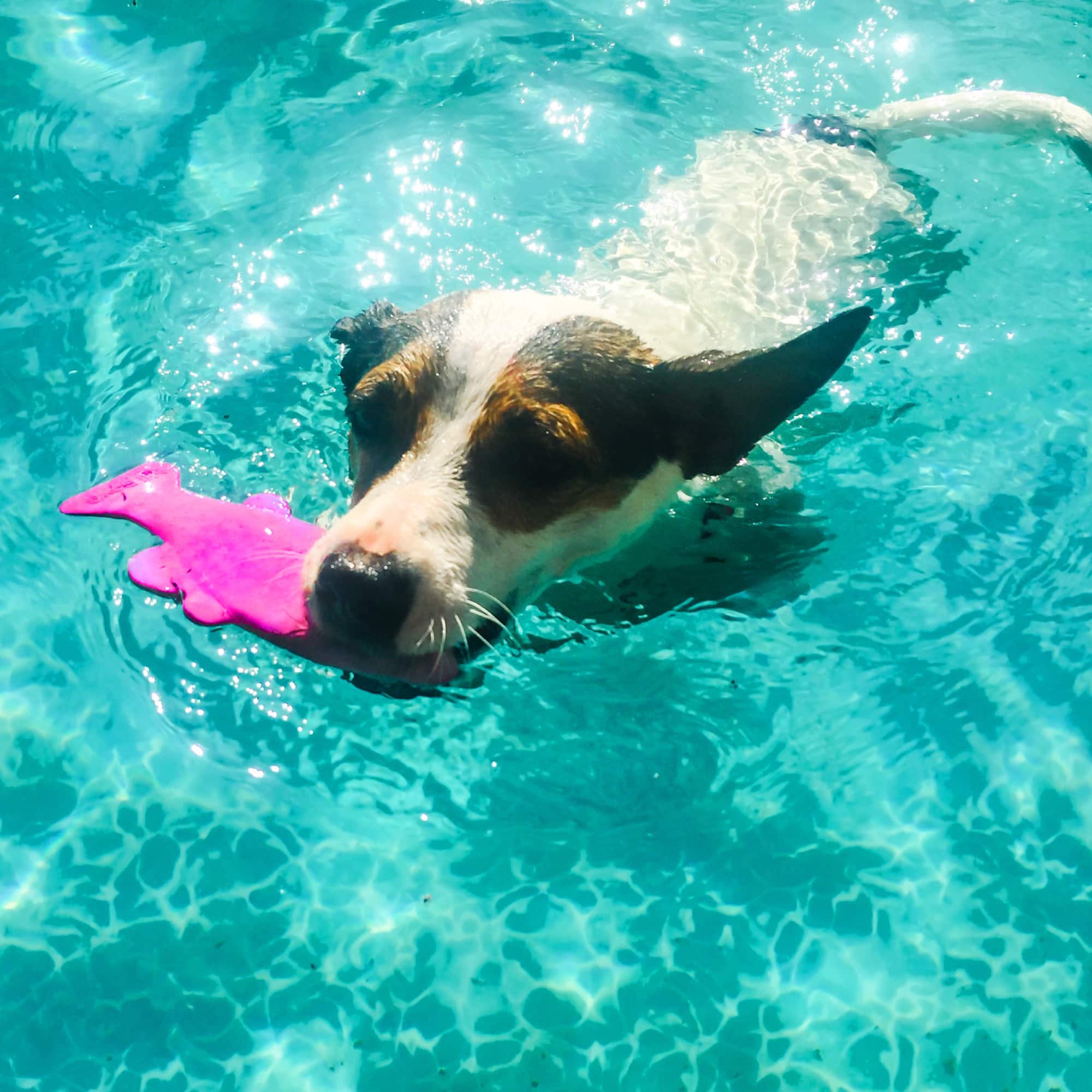 Ruff Dawg™ Minnow Rubber Indestructible Retrieving Dog Toy