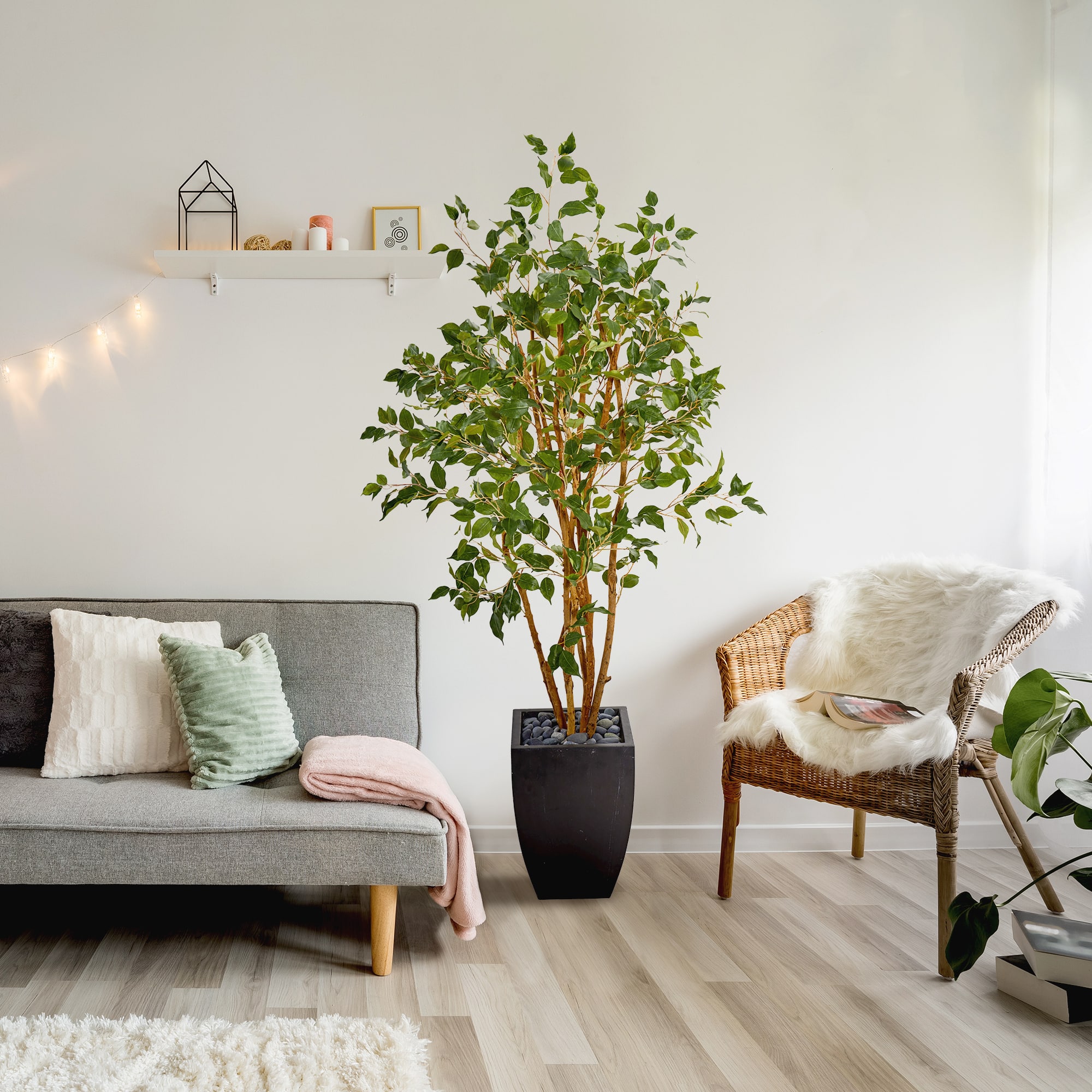 5ft. Ficus Tree in Black Planter