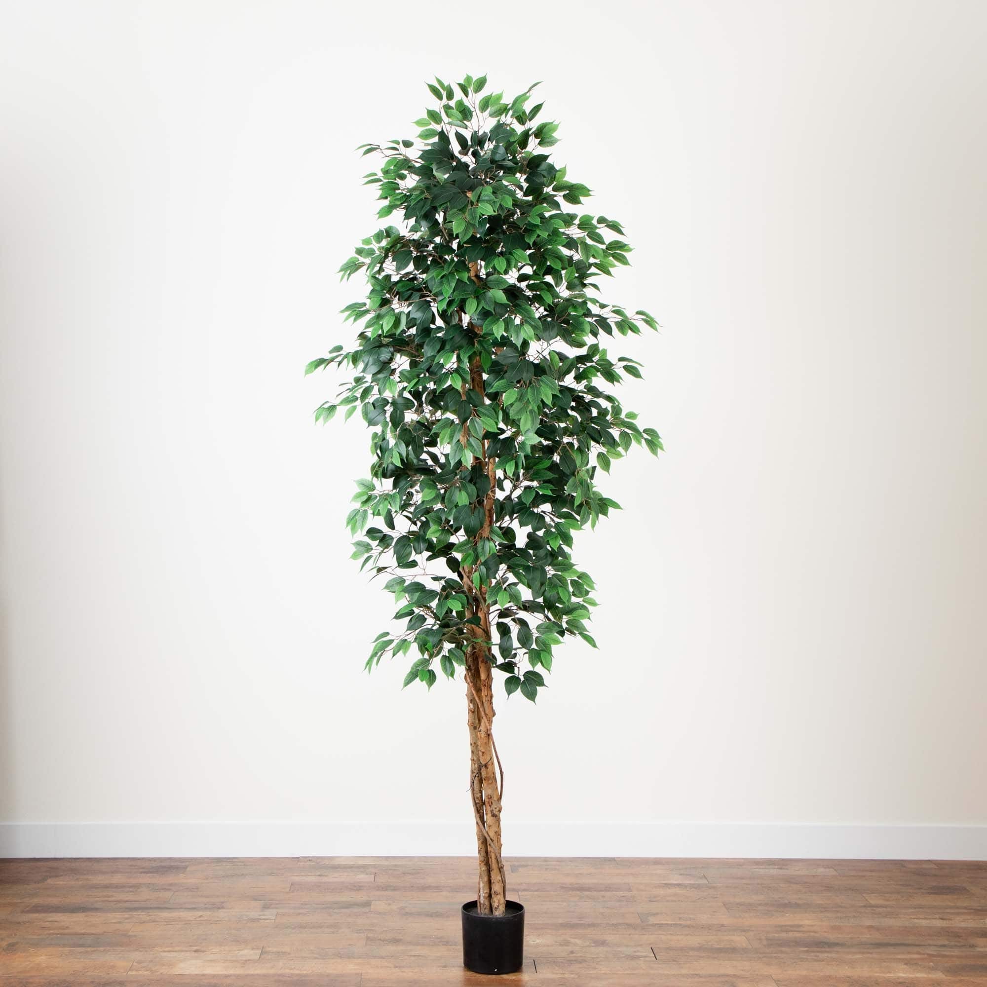 9ft. Potted Ficus Tree