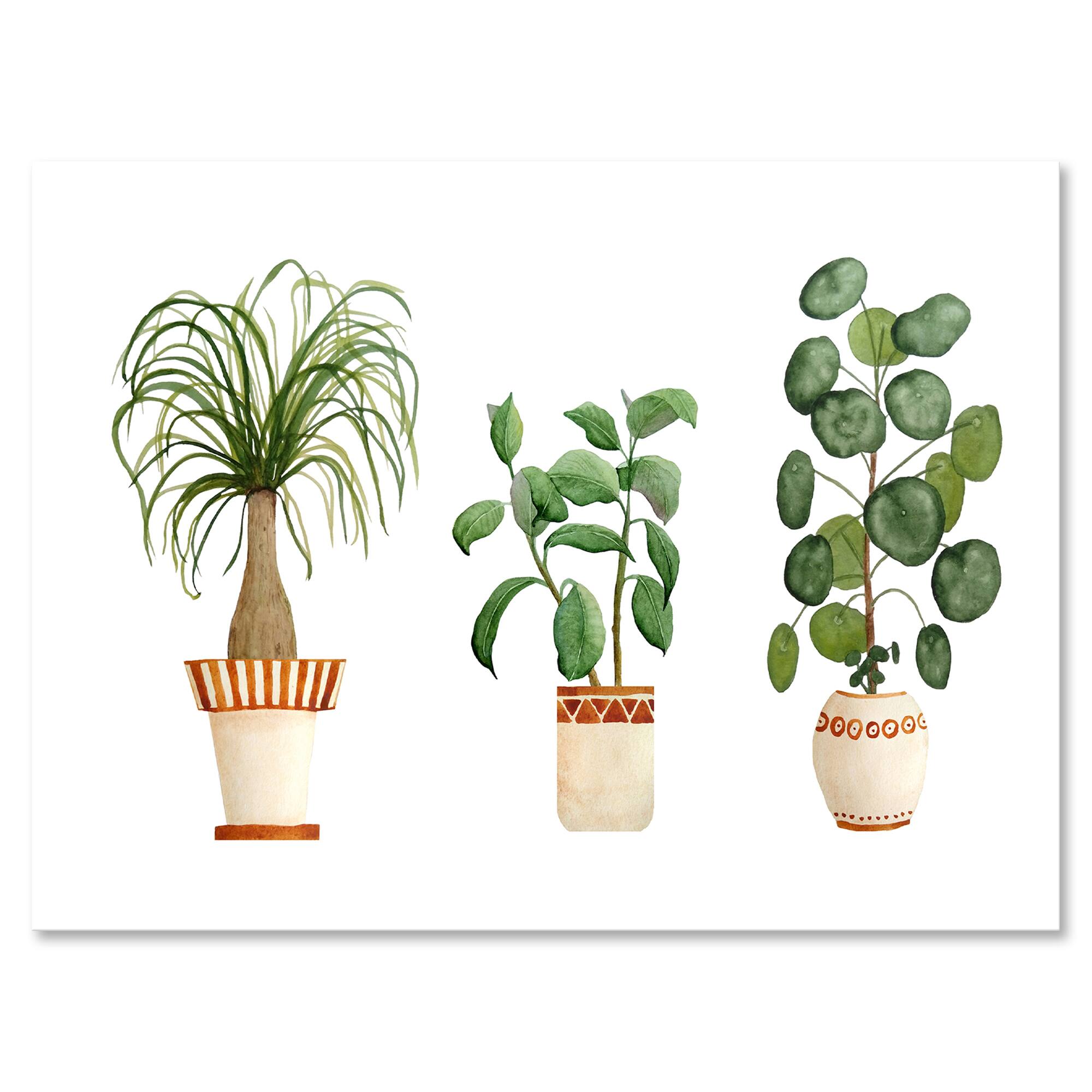 Designart - Trio of House Plants Ponytail Palm and Ficus - Traditional Canvas Wall Art Print