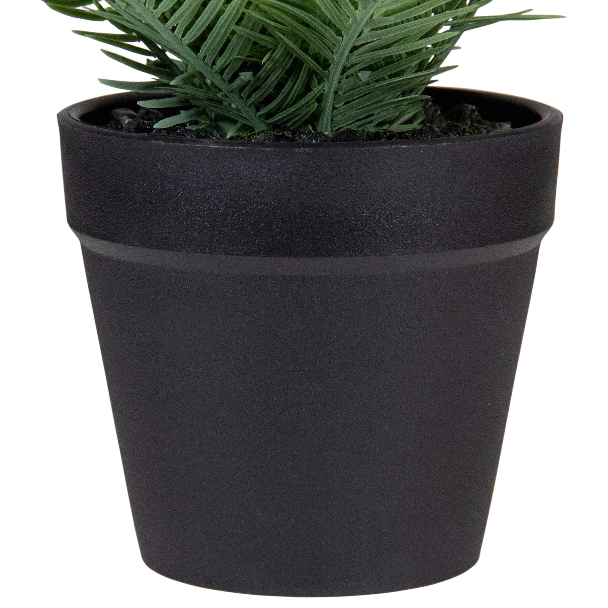 7.5" Green Chinese Yew Plant in Black Pot