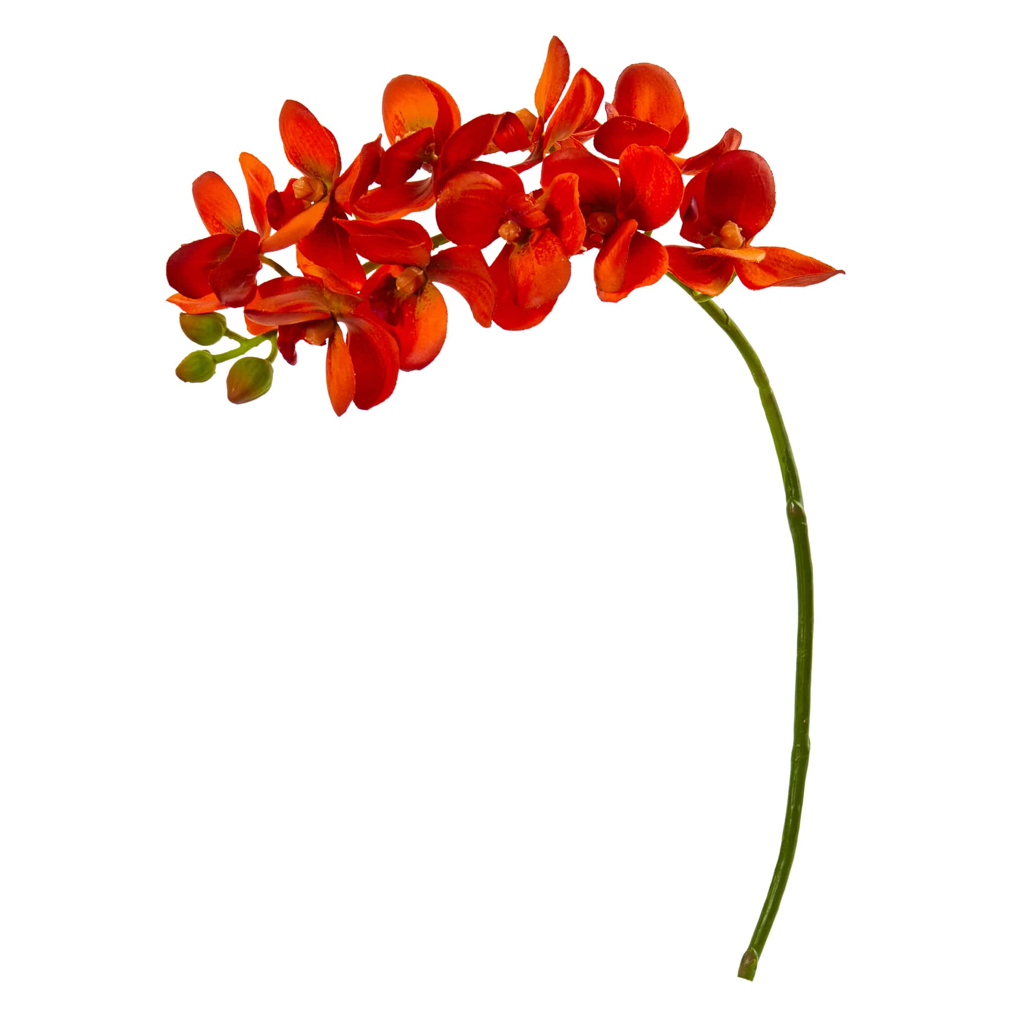 Moth Orchid Stem
