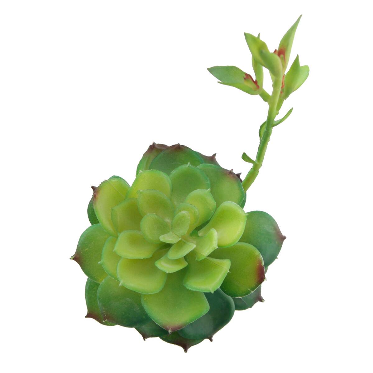 Flora Bunda® Echeveria Lola Succulent Pick