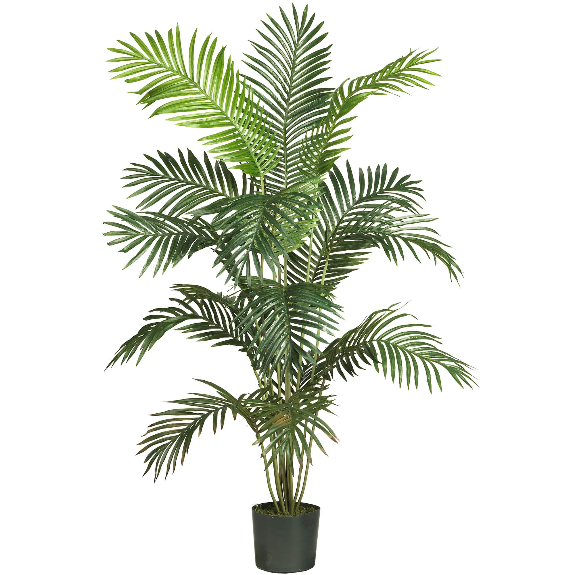 6ft. Potted Paradise Palm