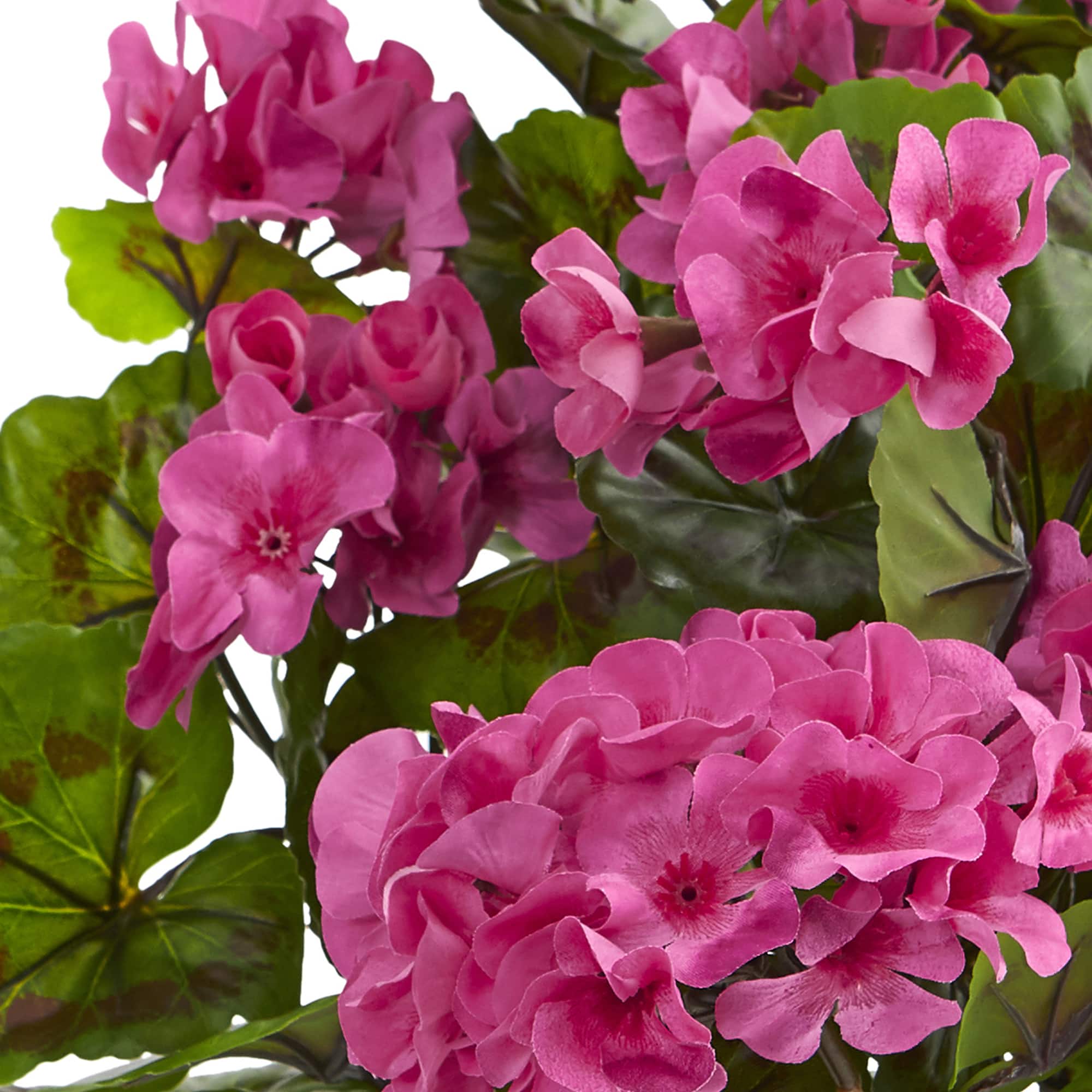 Pink & Green Geranium Bush, 3ct.