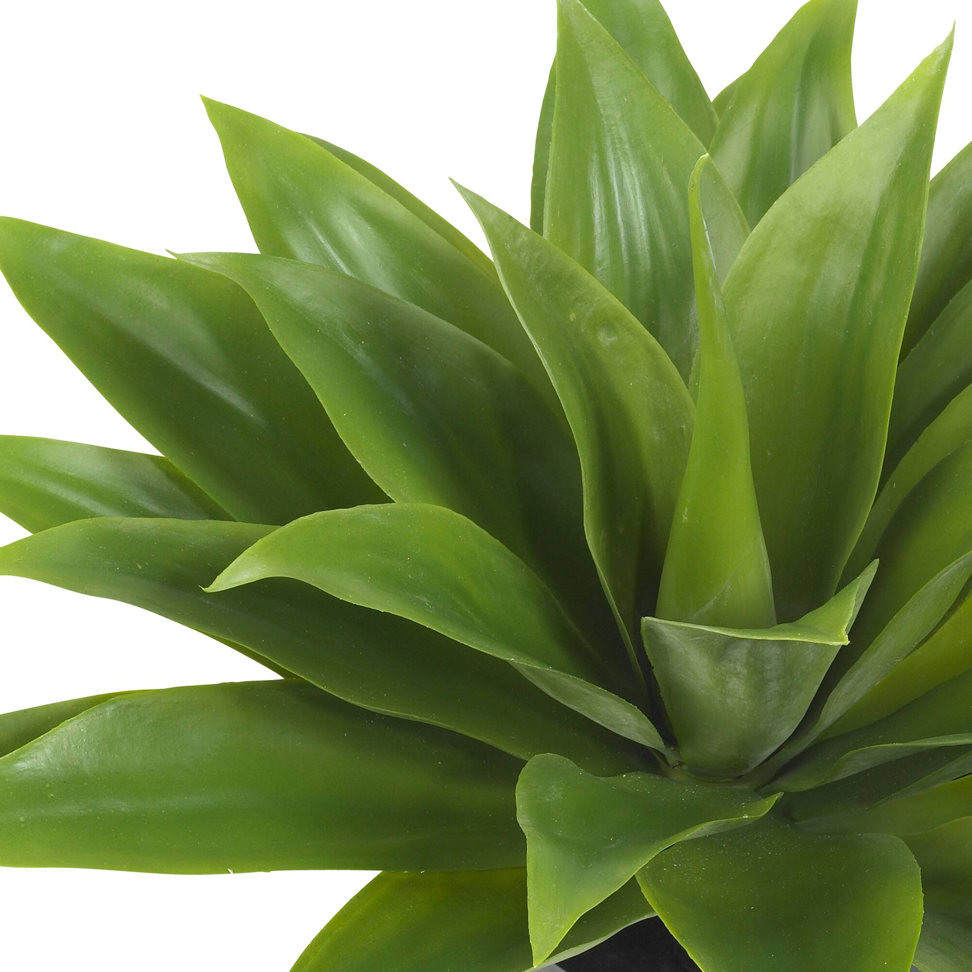 2ft. Potted Agave Plant
