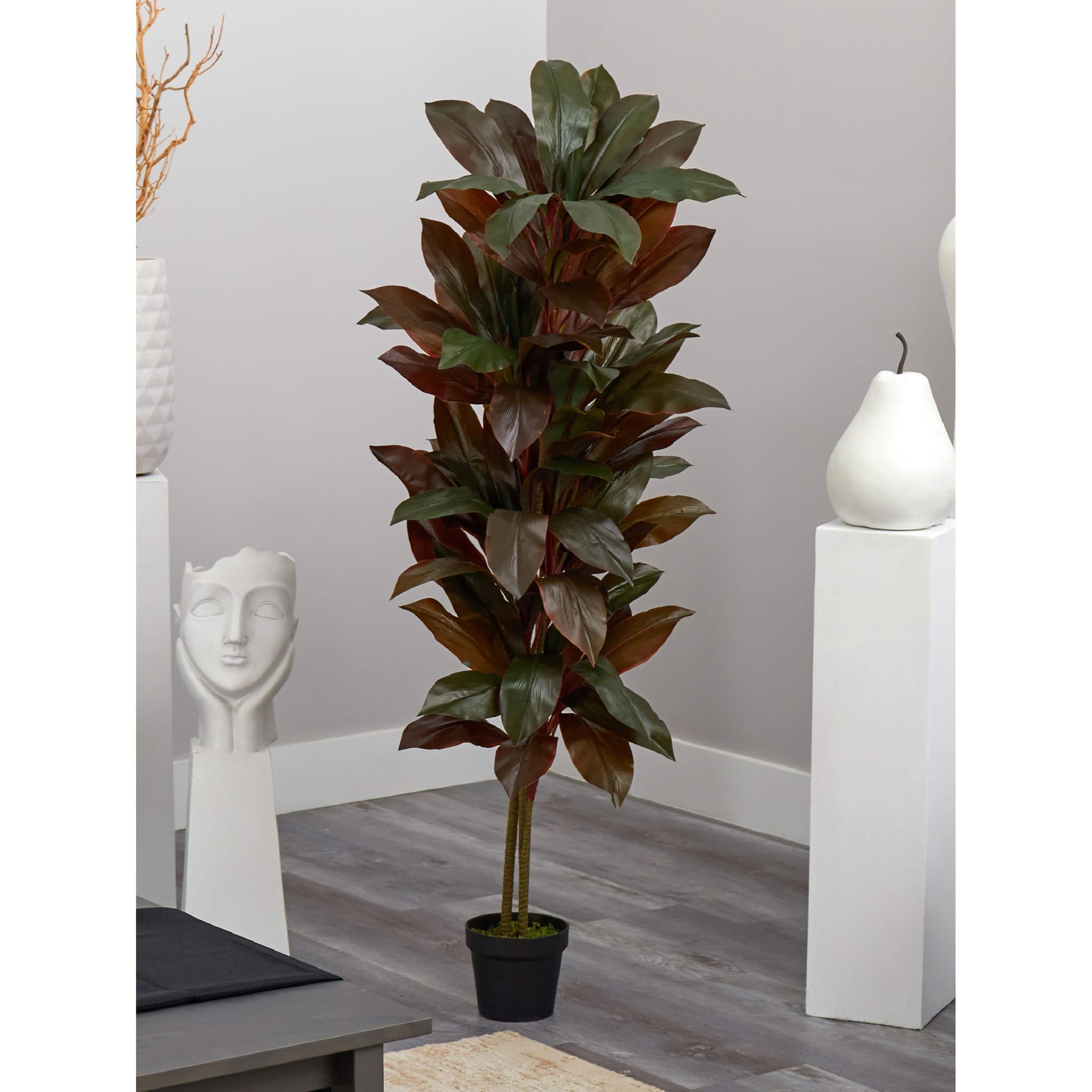 5ft. Potted Cordyline Plant
