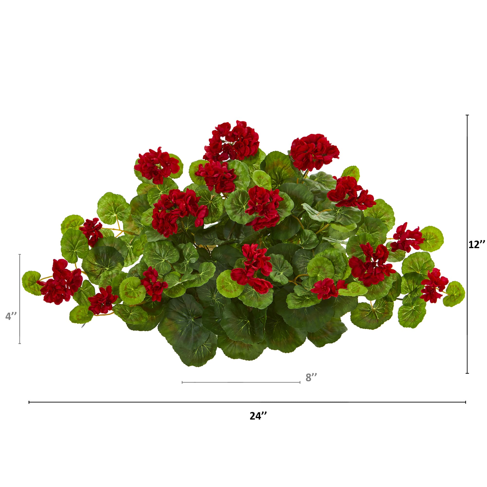 12" Geranium Ledge Plant