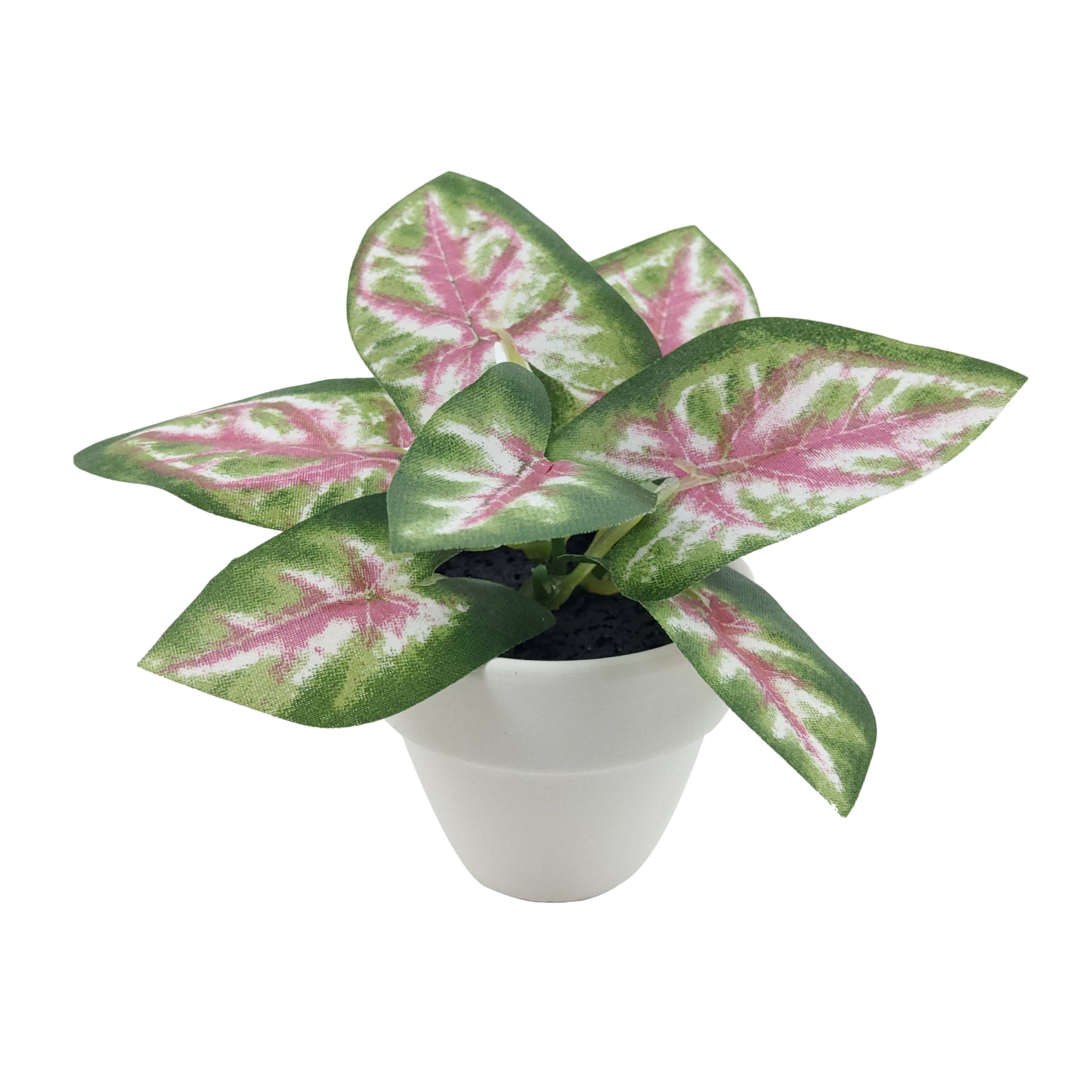 Assorted Micro Plant, 1pc. by Ashland®