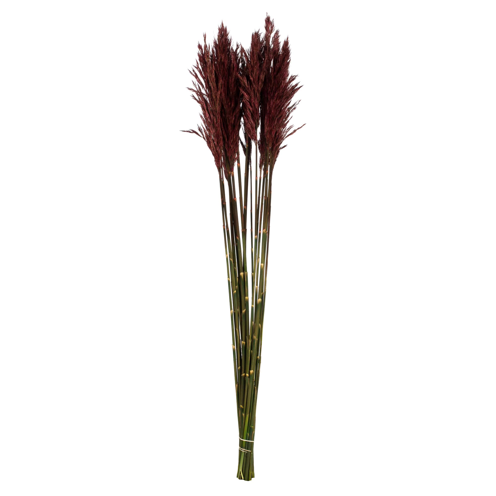 Plume Reed Preserved Bundle