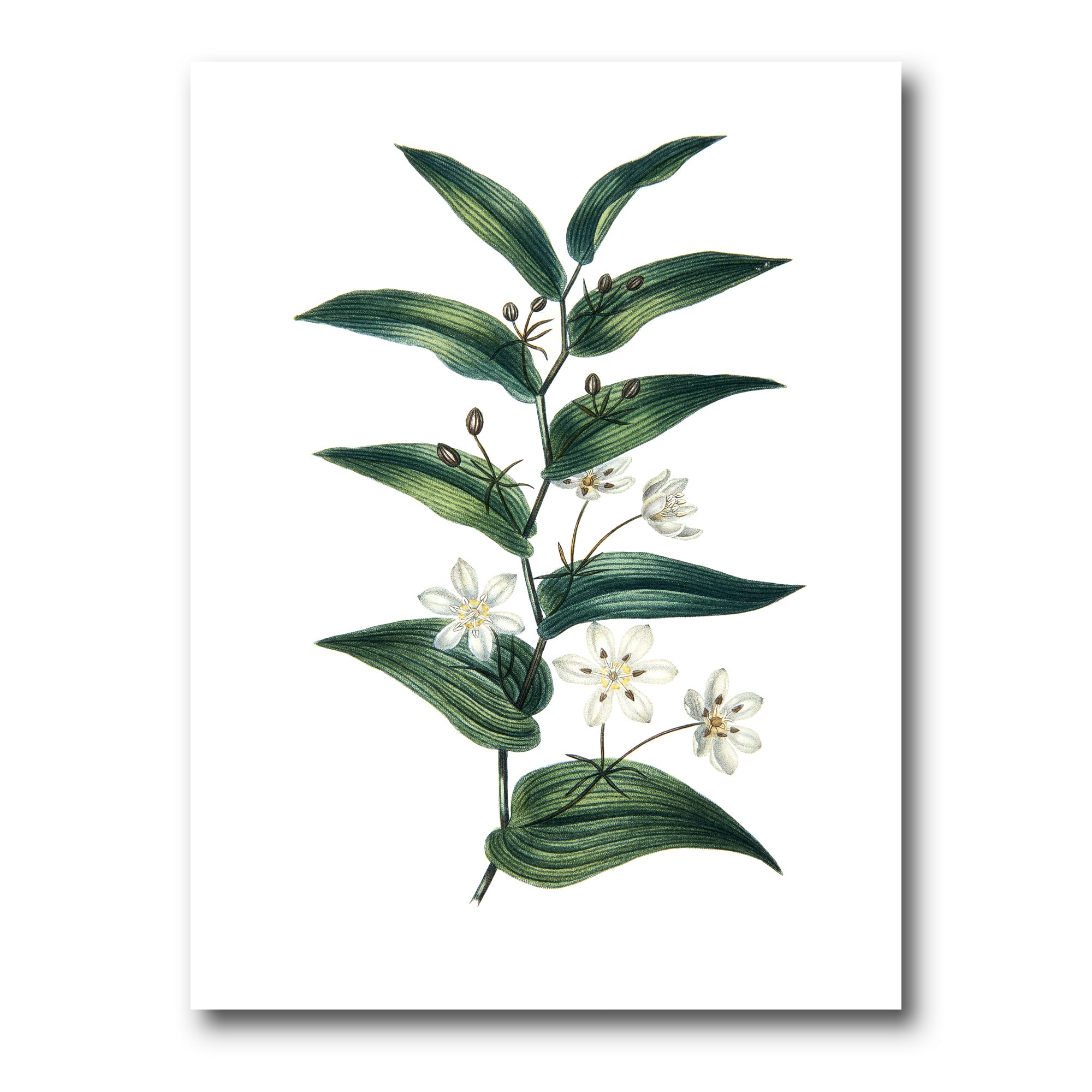 Designart - Vintage Plant With Little White Flowers - Farmhouse Canvas Wall Art Print