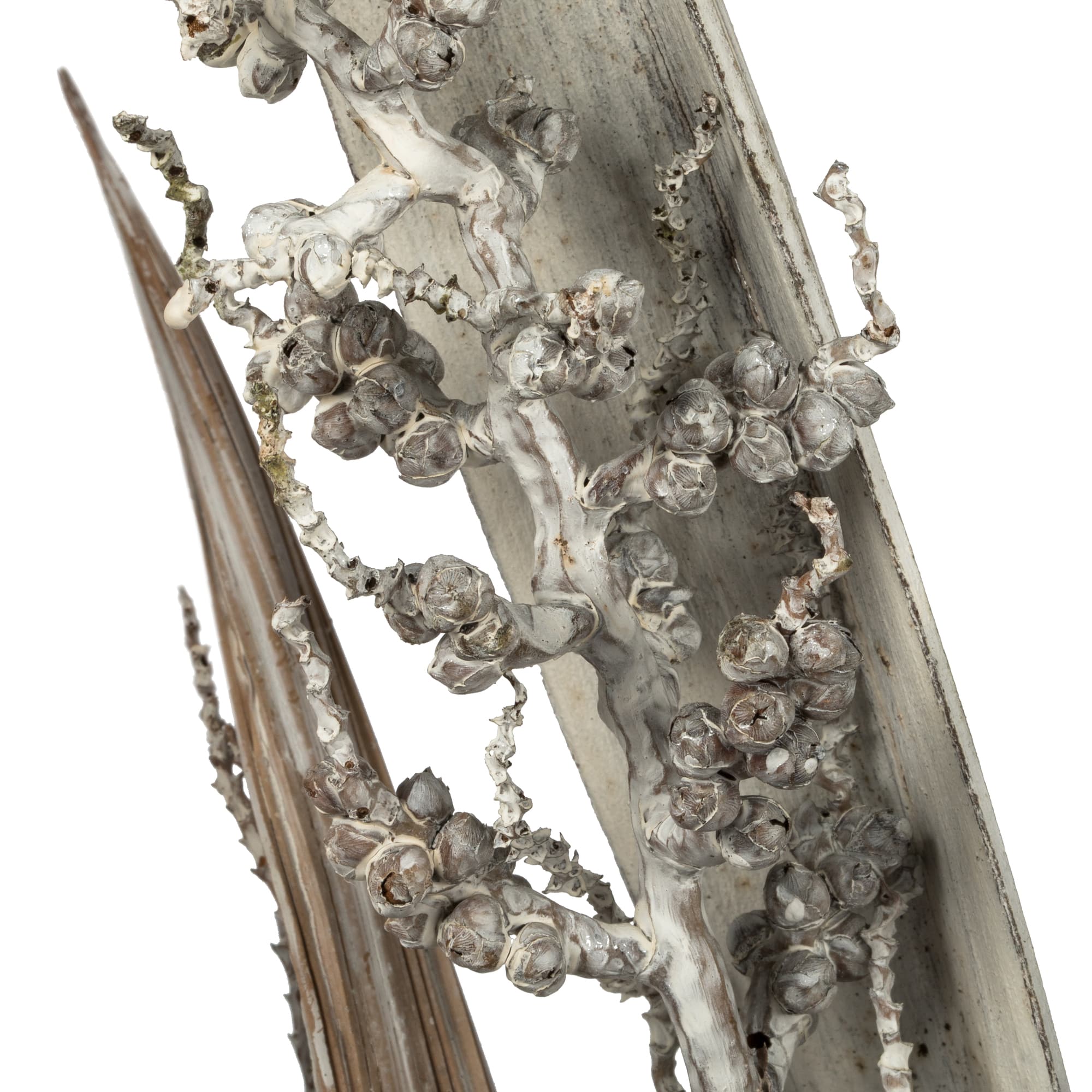 Dried White Wash Bahia Spears Bunch with Seeds, 2ct.