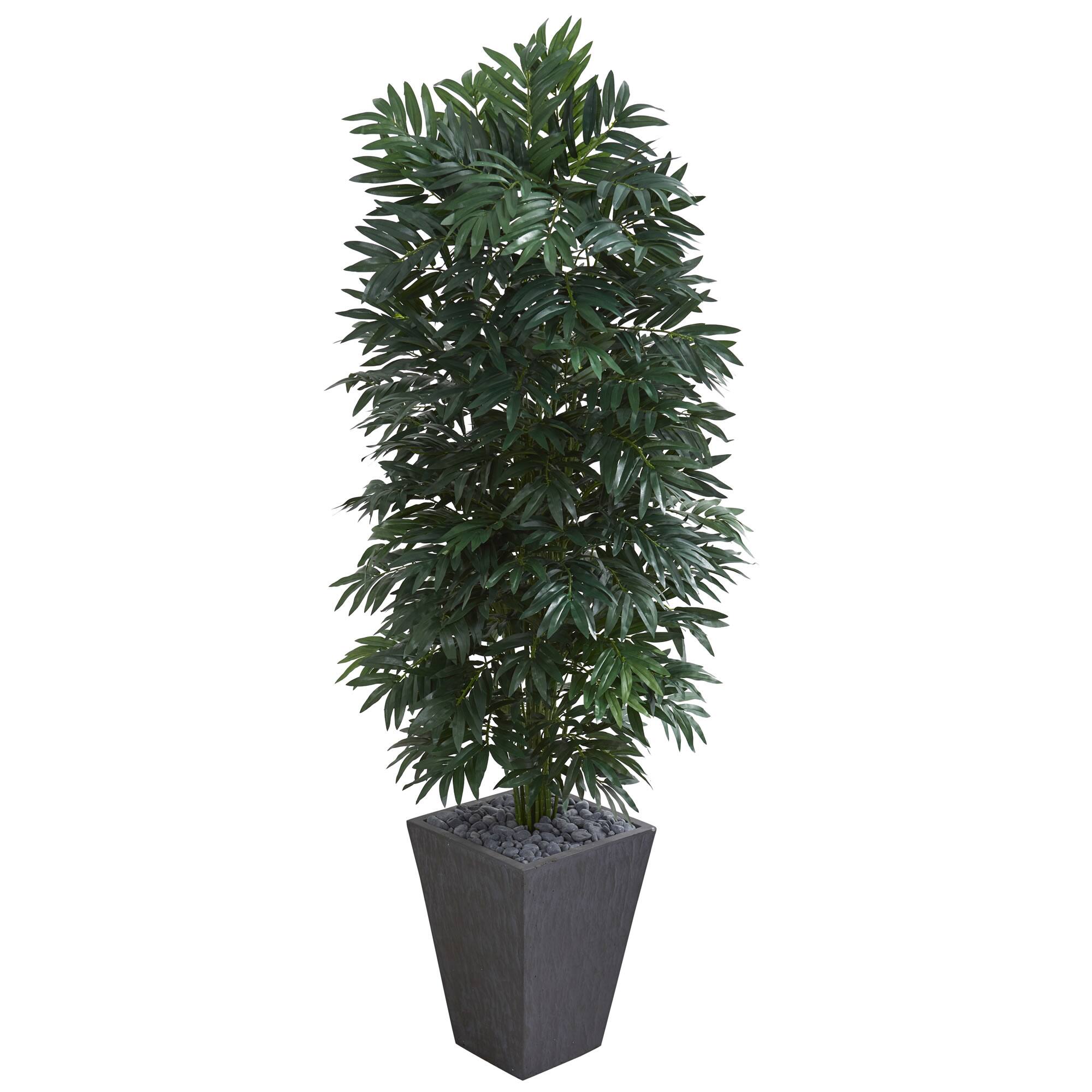 5.5ft. Double Bamboo Palm in Slate Planter