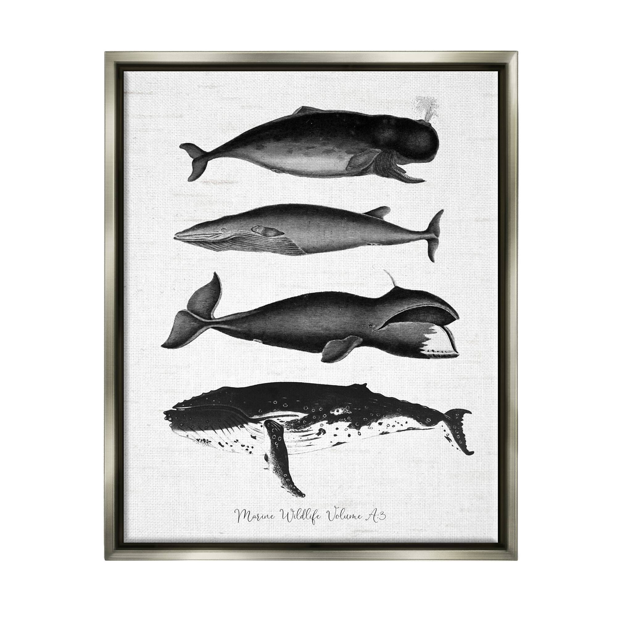 Stupell Industries Marine Wildlife Whales Drawings Diagram Framed Floater Canvas Wall Art