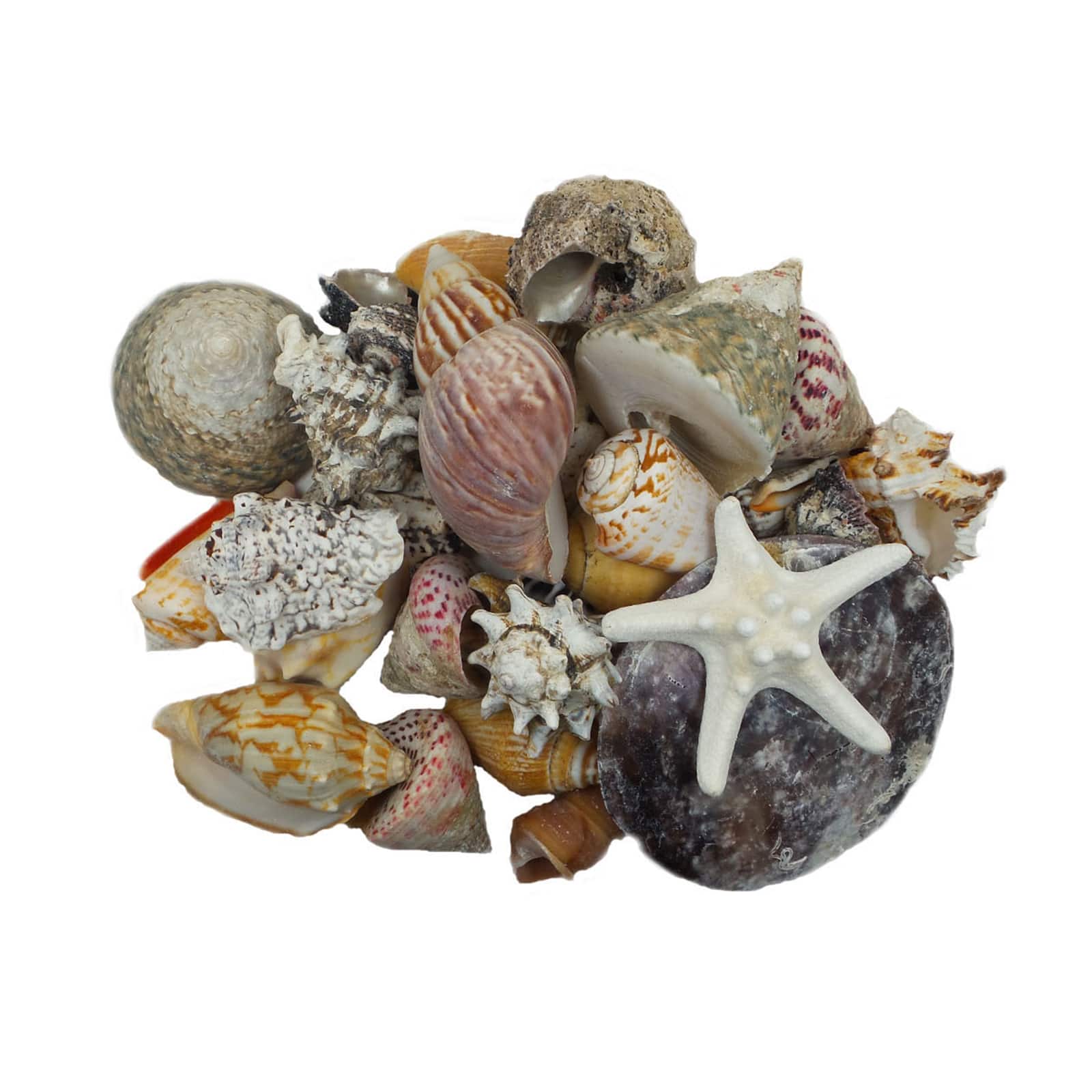 12 Pack: U.S. Shell Dark Shell Mix with Starfish Gift Pack
