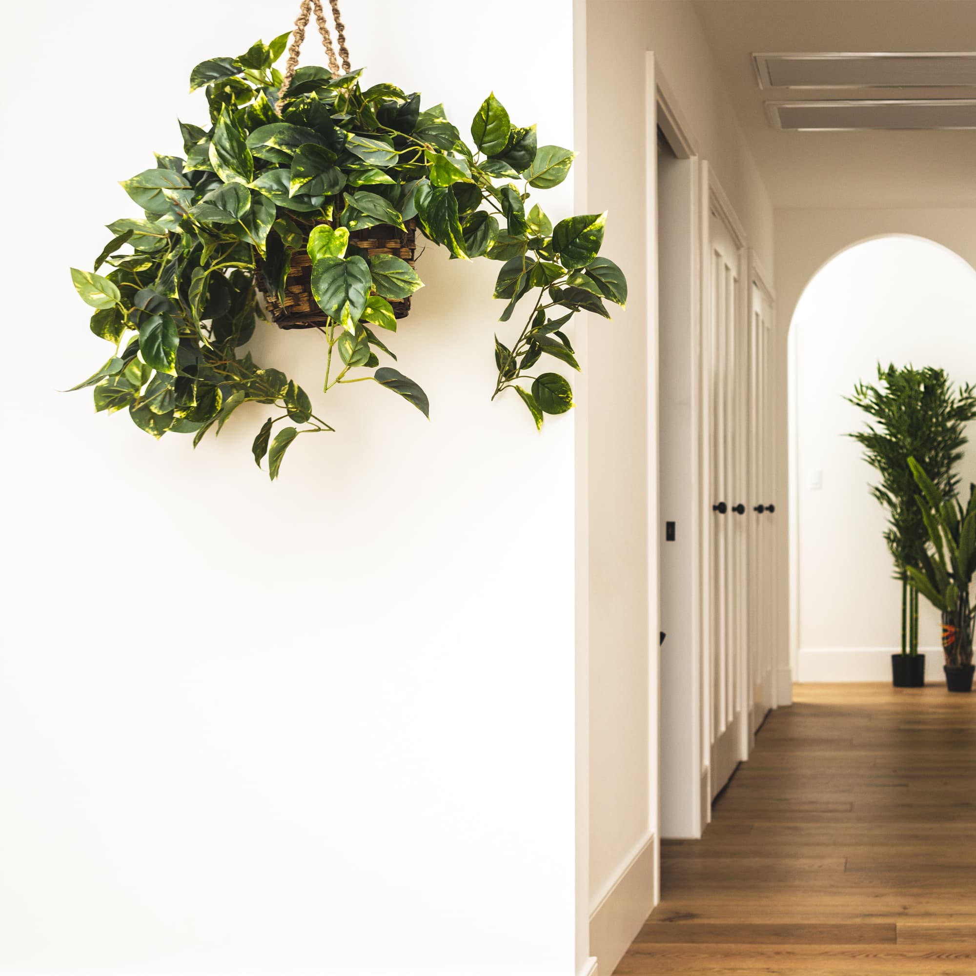 2ft. Pothos In Hanging Basket