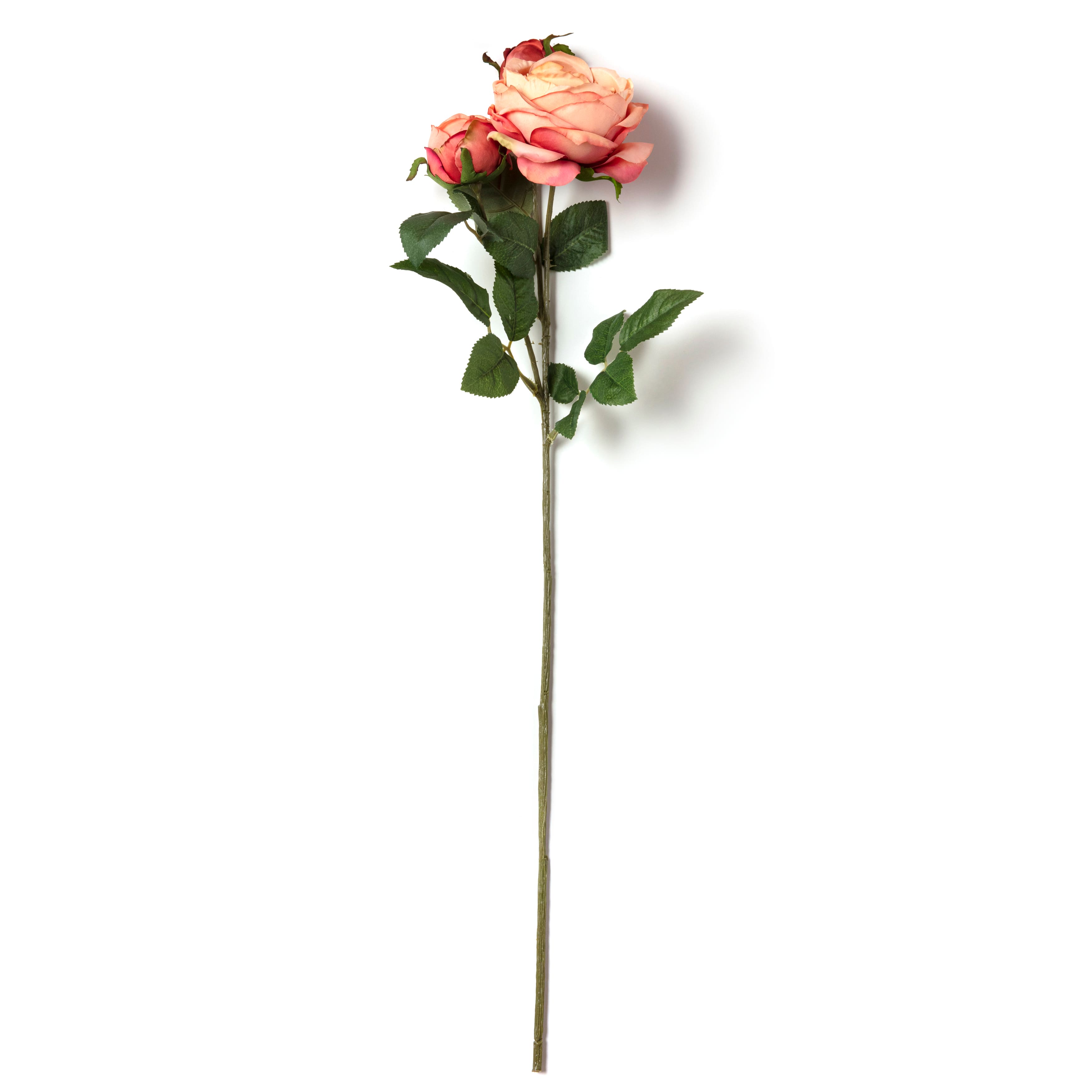 Coral English Rose Stem by Ashland®
