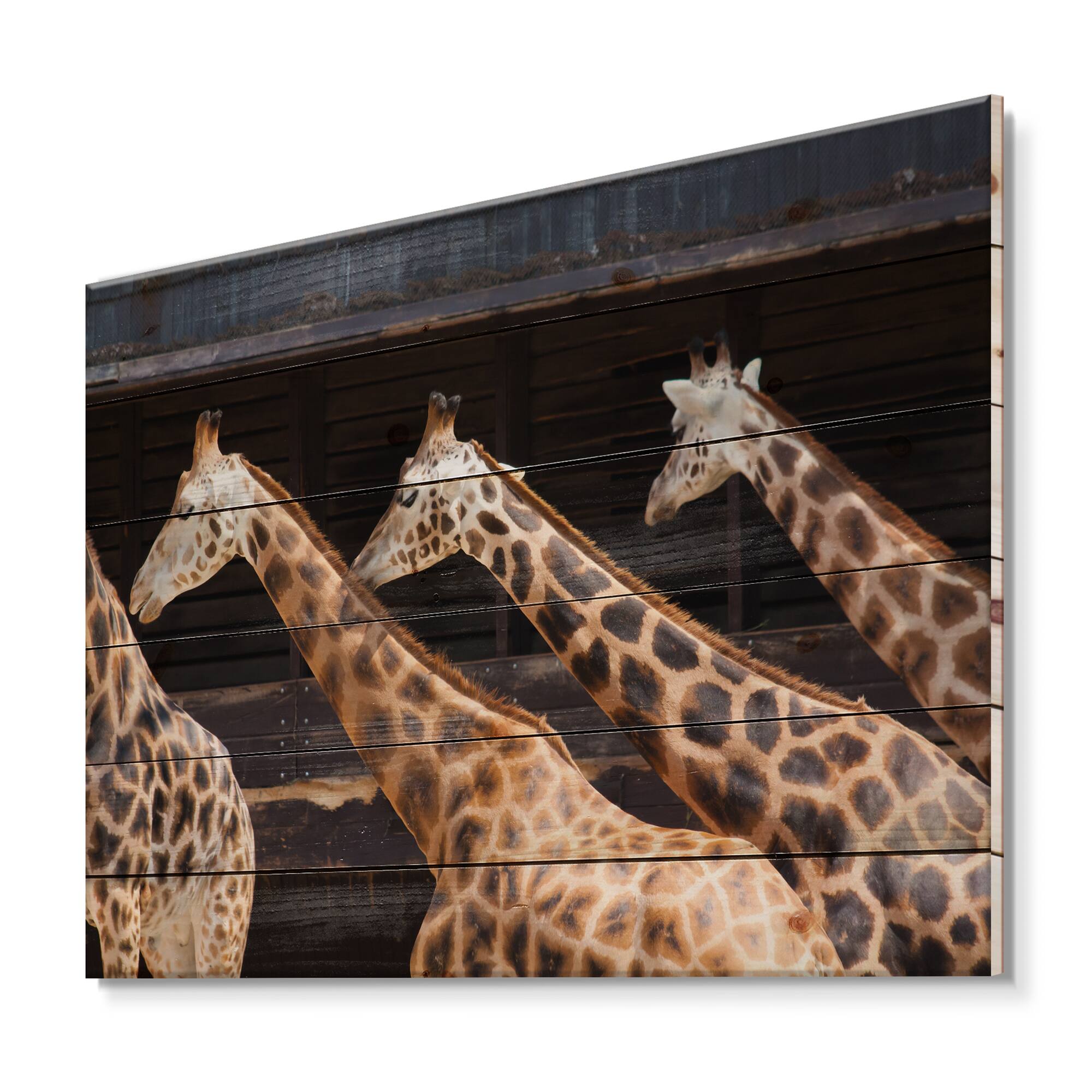 Designart - Three Giraffes Running - Farmhouse Print on Natural Pine Wood