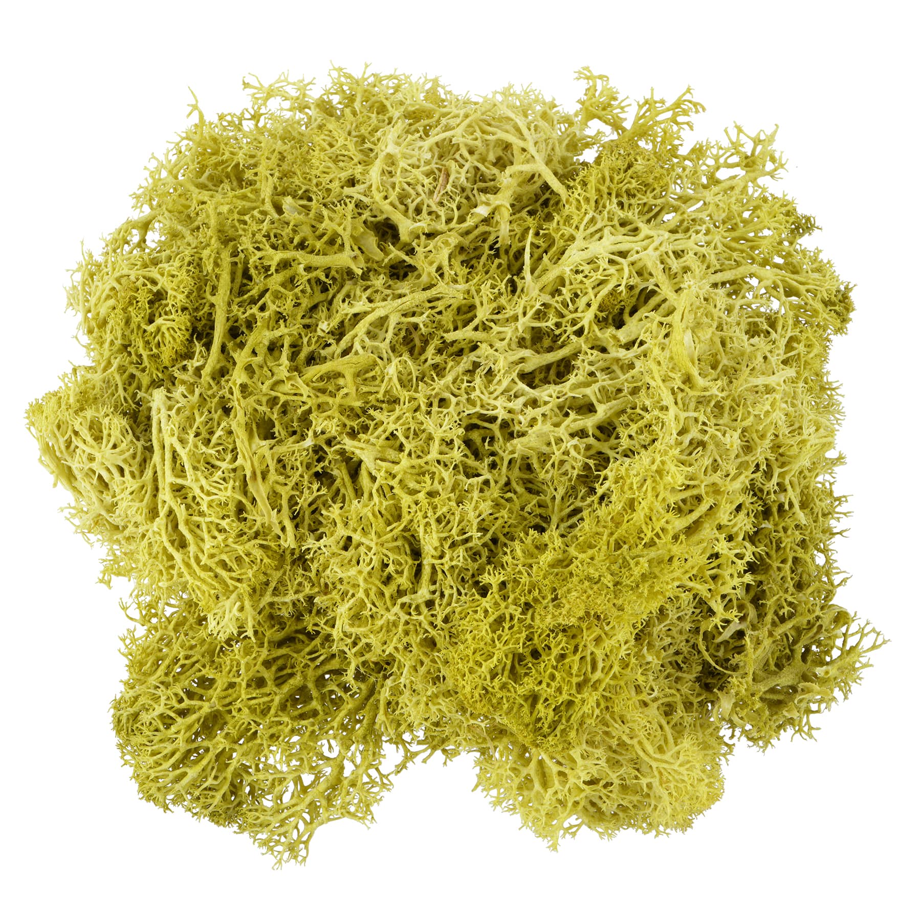 1.7oz. Moss by Ashland, Color: Light Green | Michaels