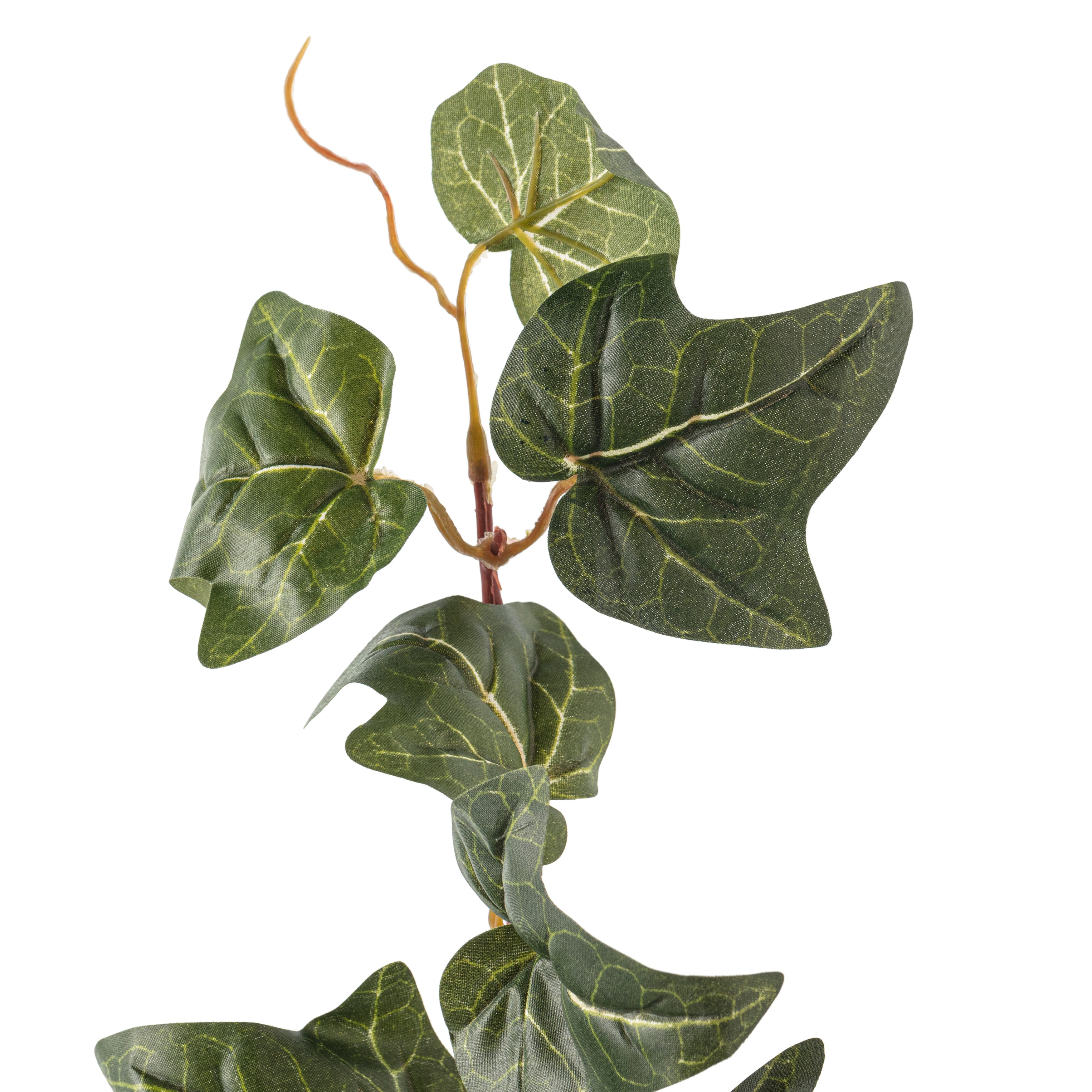 6 Pack: German Ivy Bush by Ashland®