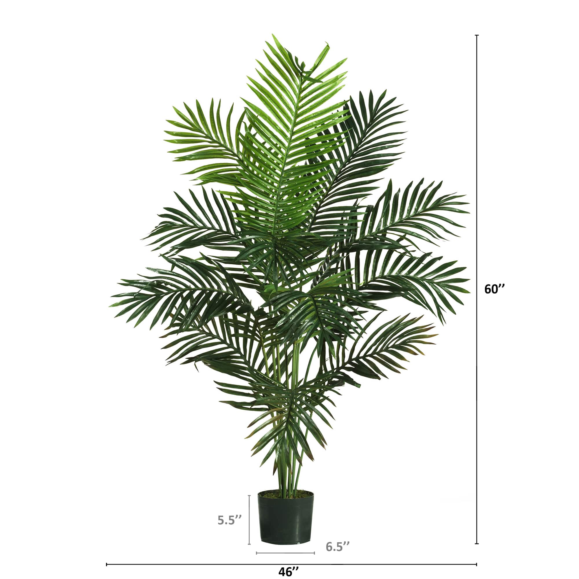 5ft. Potted Paradise Palm