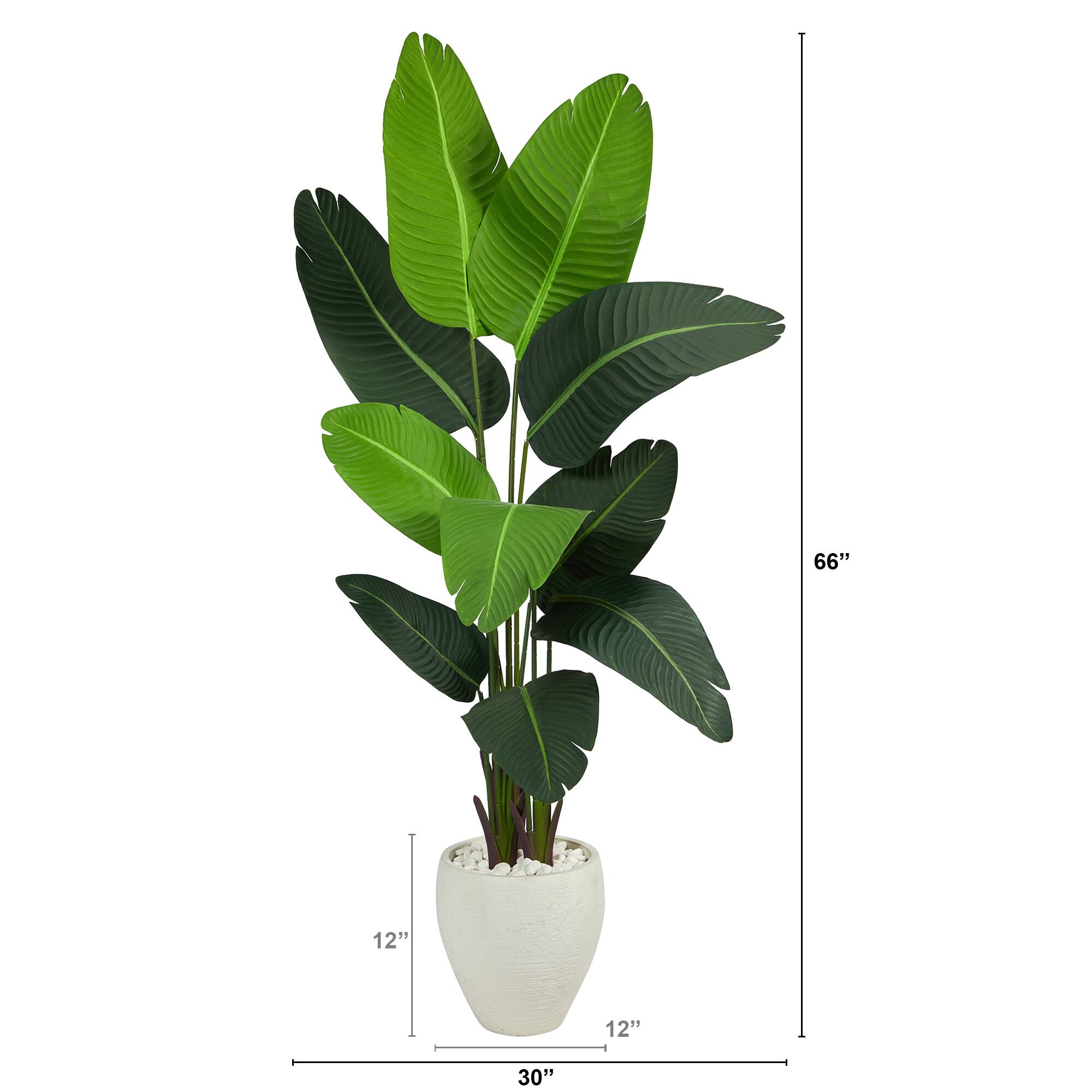5.5ft. Travelers Palm Tree in White Planter