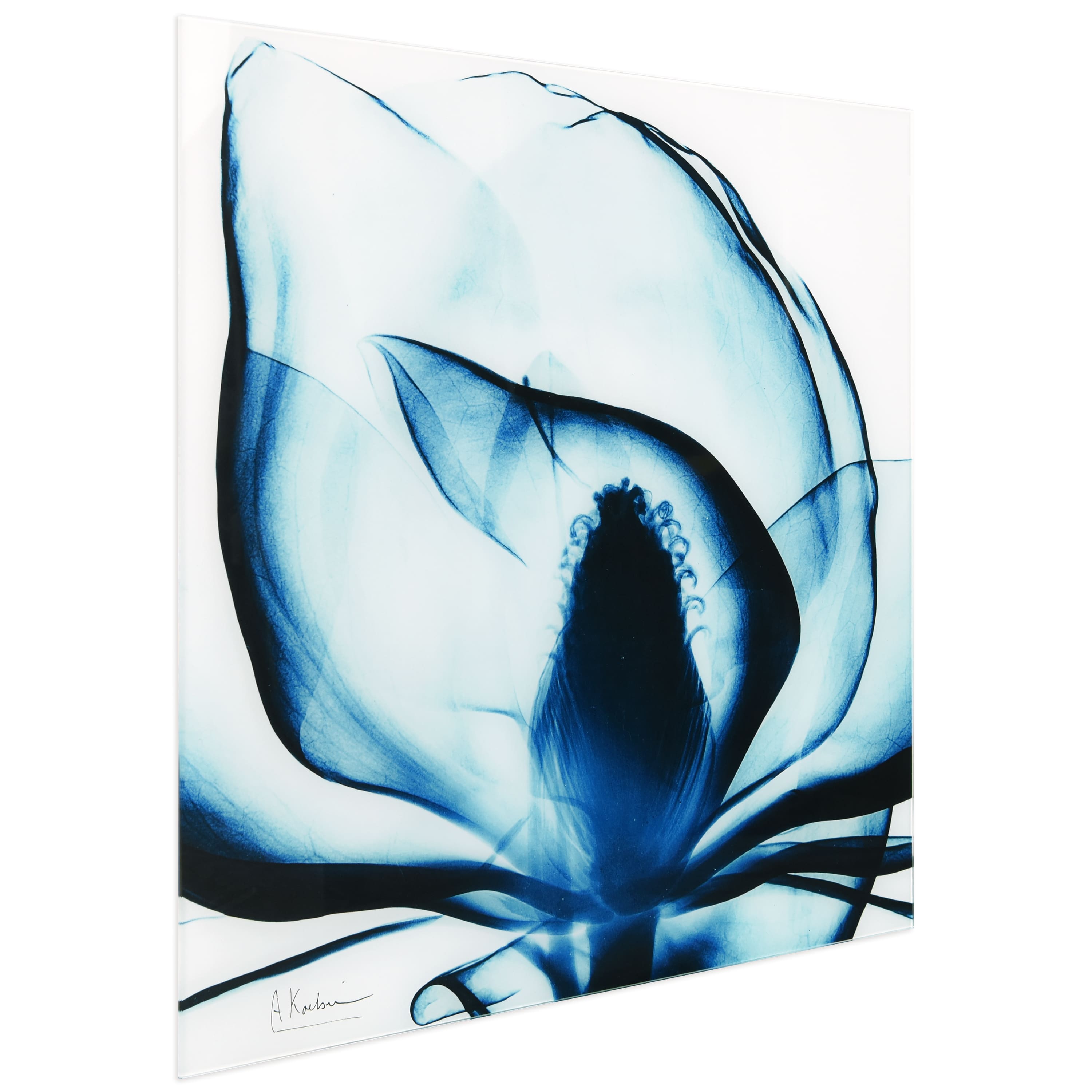 Empire Art Direct 24" x 24" Blue Magnolia X-Ray Frameless Free Floating Printed Tempered Glass Wall Art
