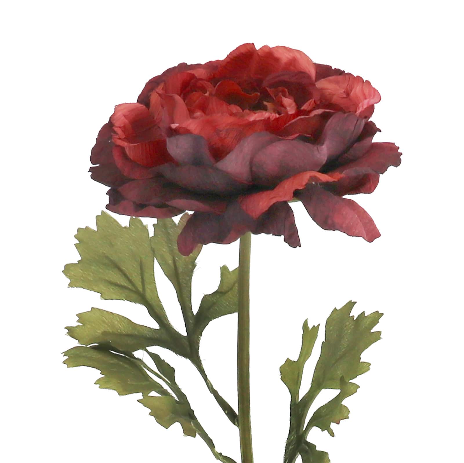 23" Burgundy Ranunculus Stem by Ashland®